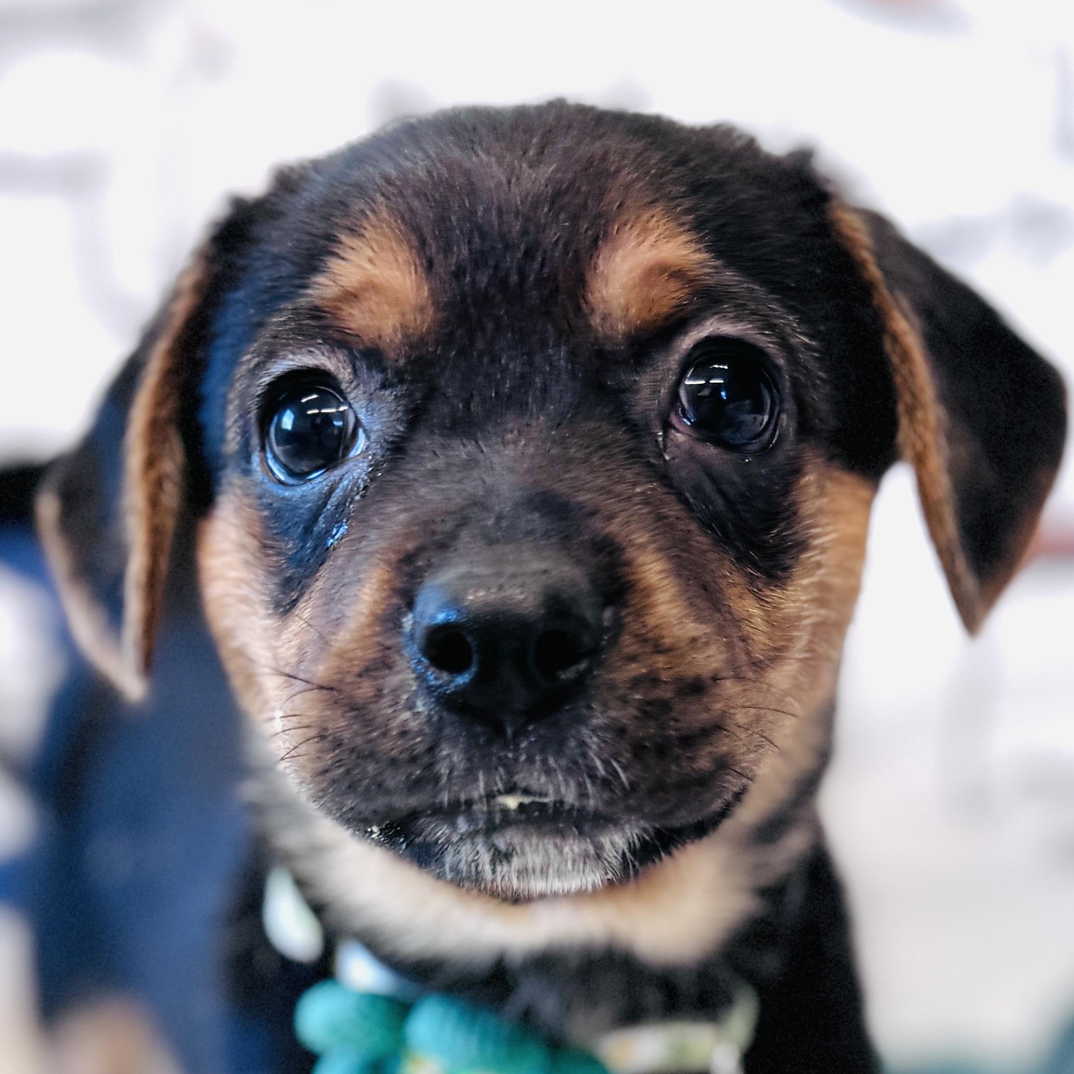 Aribella, adopted, Puppy Female Puggle & Mixed Breed.