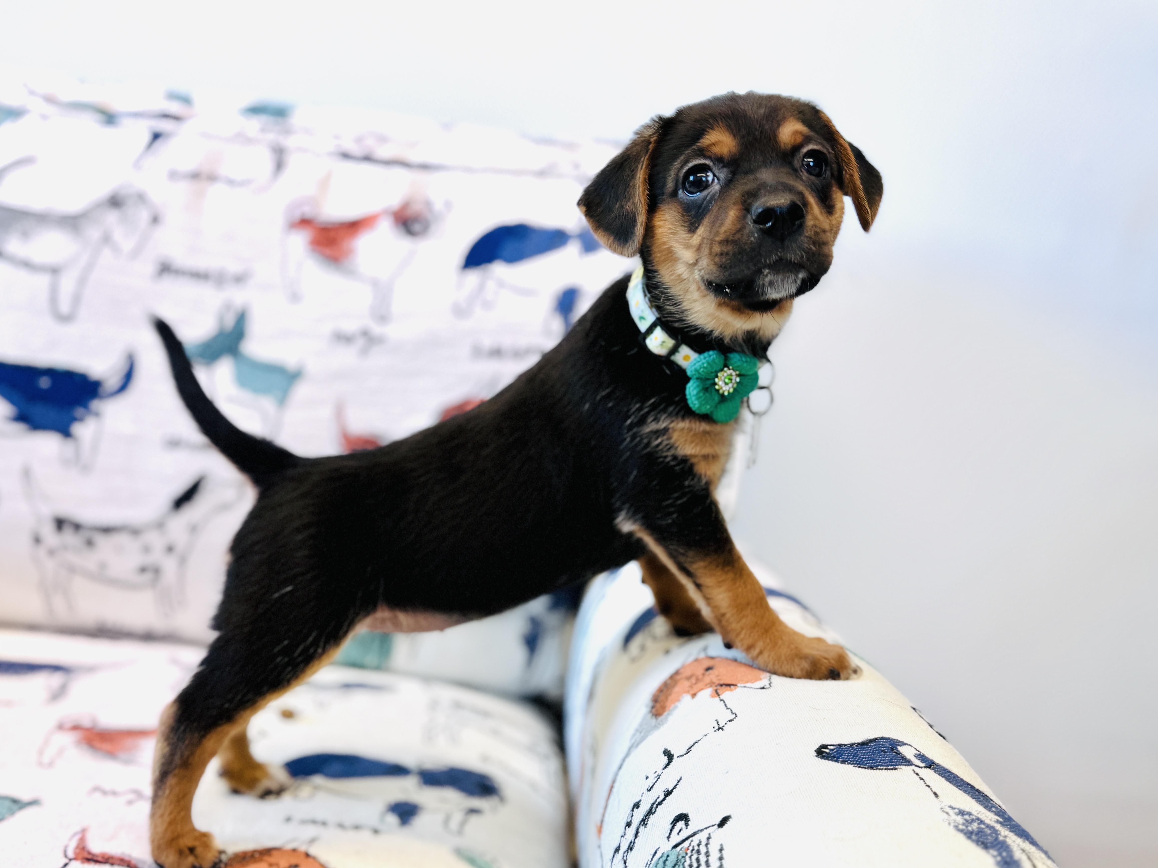 Aribella, an adopted mixed breed in Palatine, IL image 3/6