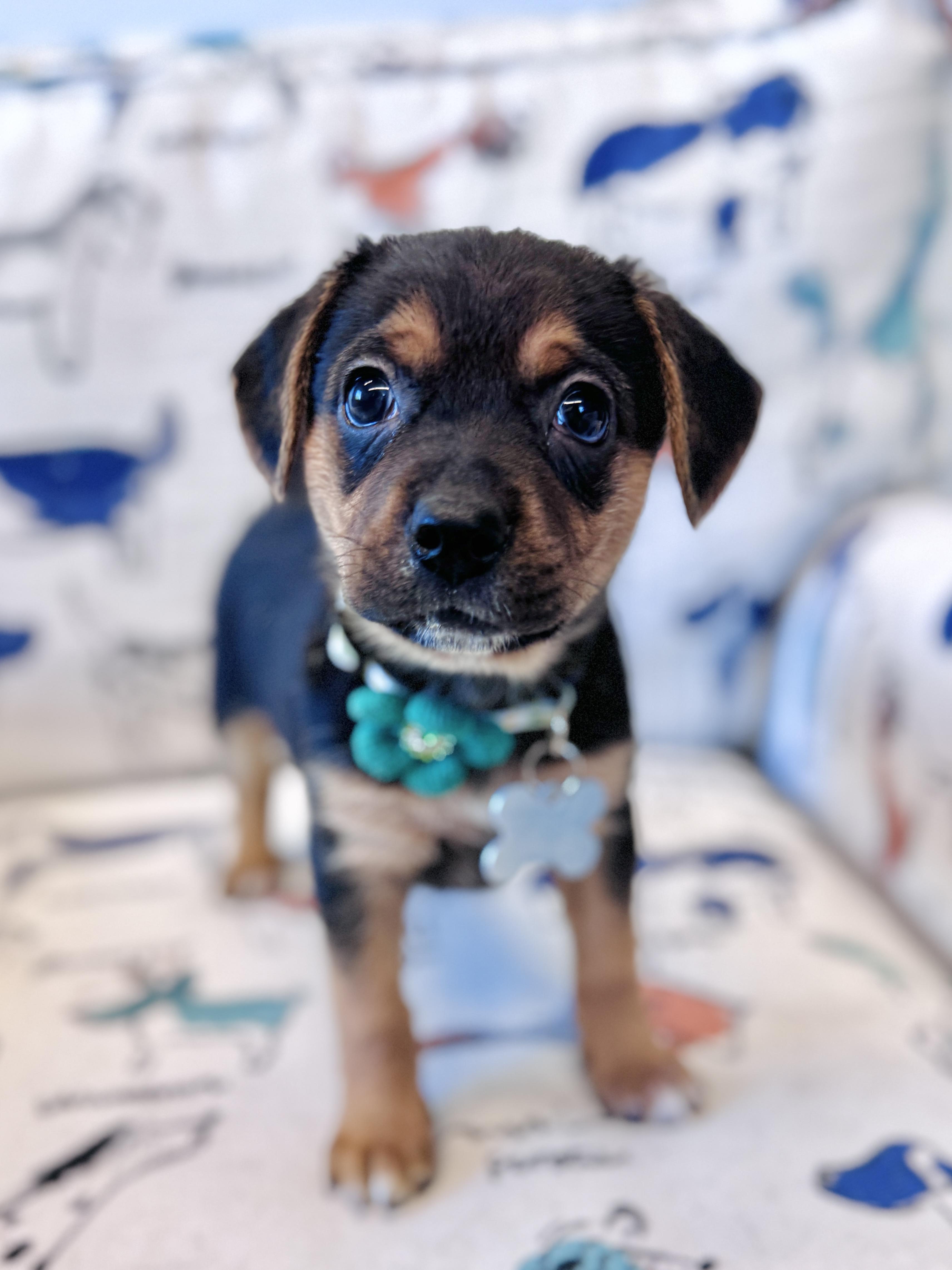 Aribella, an adopted mixed breed in Palatine, IL image 4/6