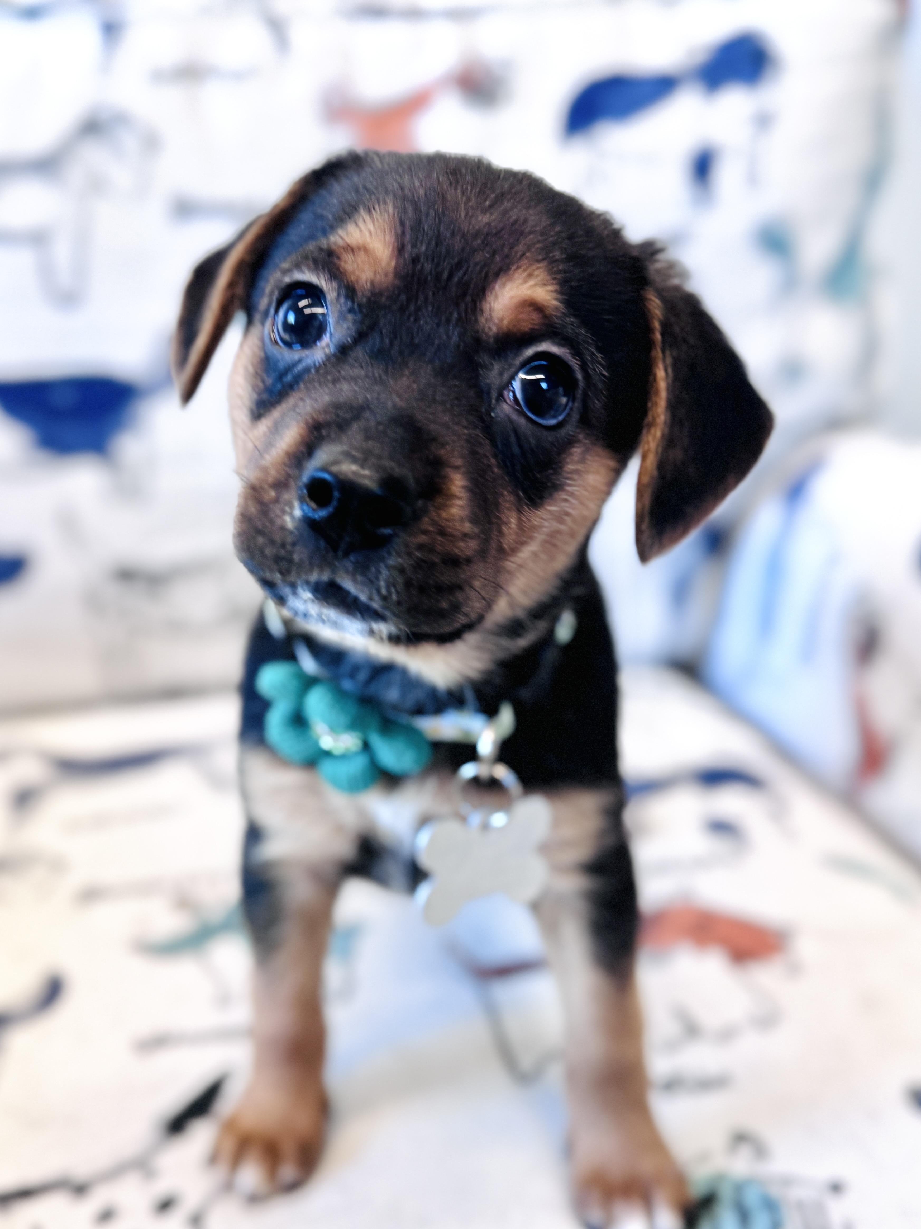 Aribella, an adopted mixed breed in Palatine, IL image 2/6