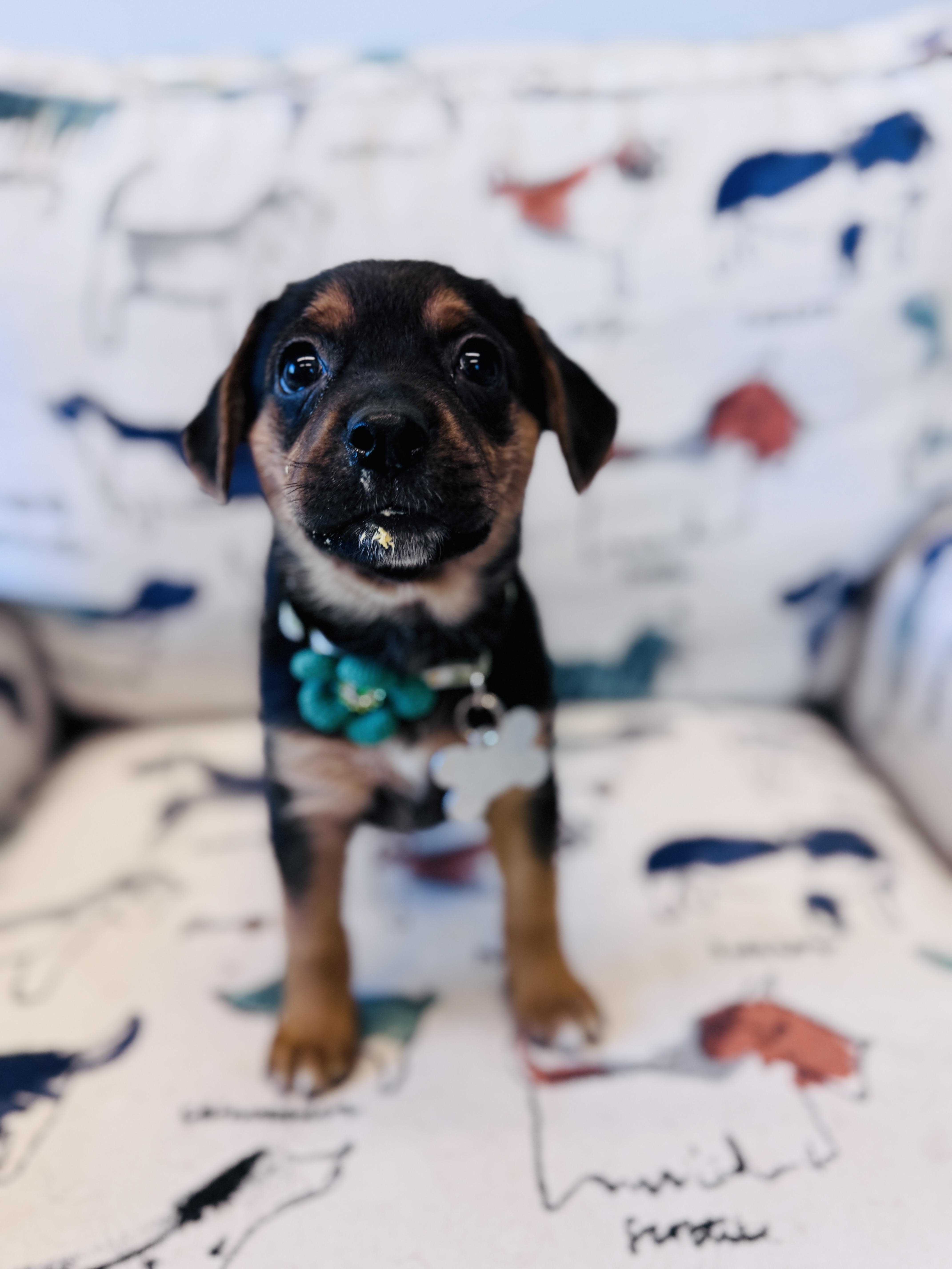Aribella, an adopted mixed breed in Palatine, IL image 6/6