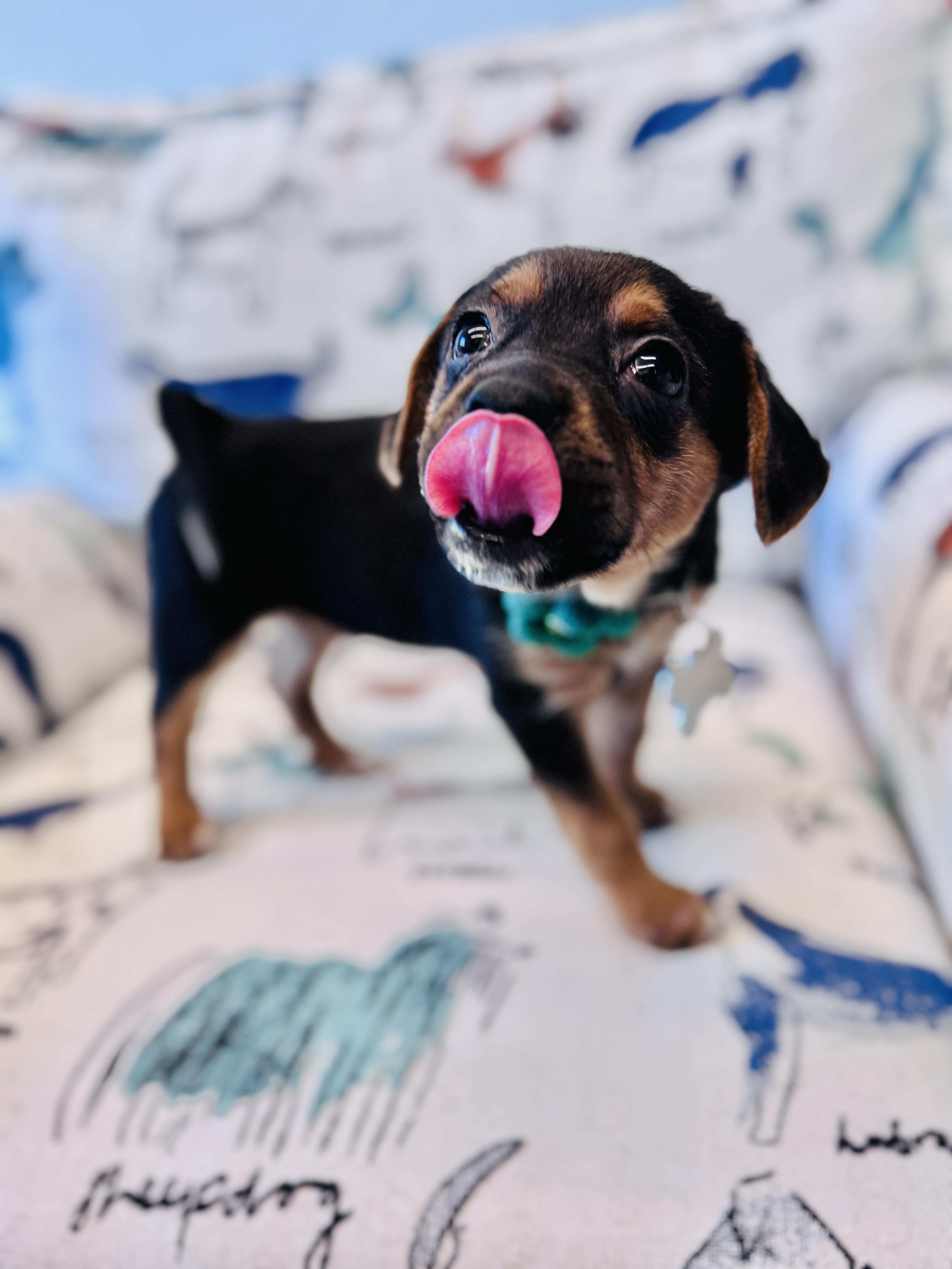 Aribella, an adopted mixed breed in Palatine, IL image 5/6