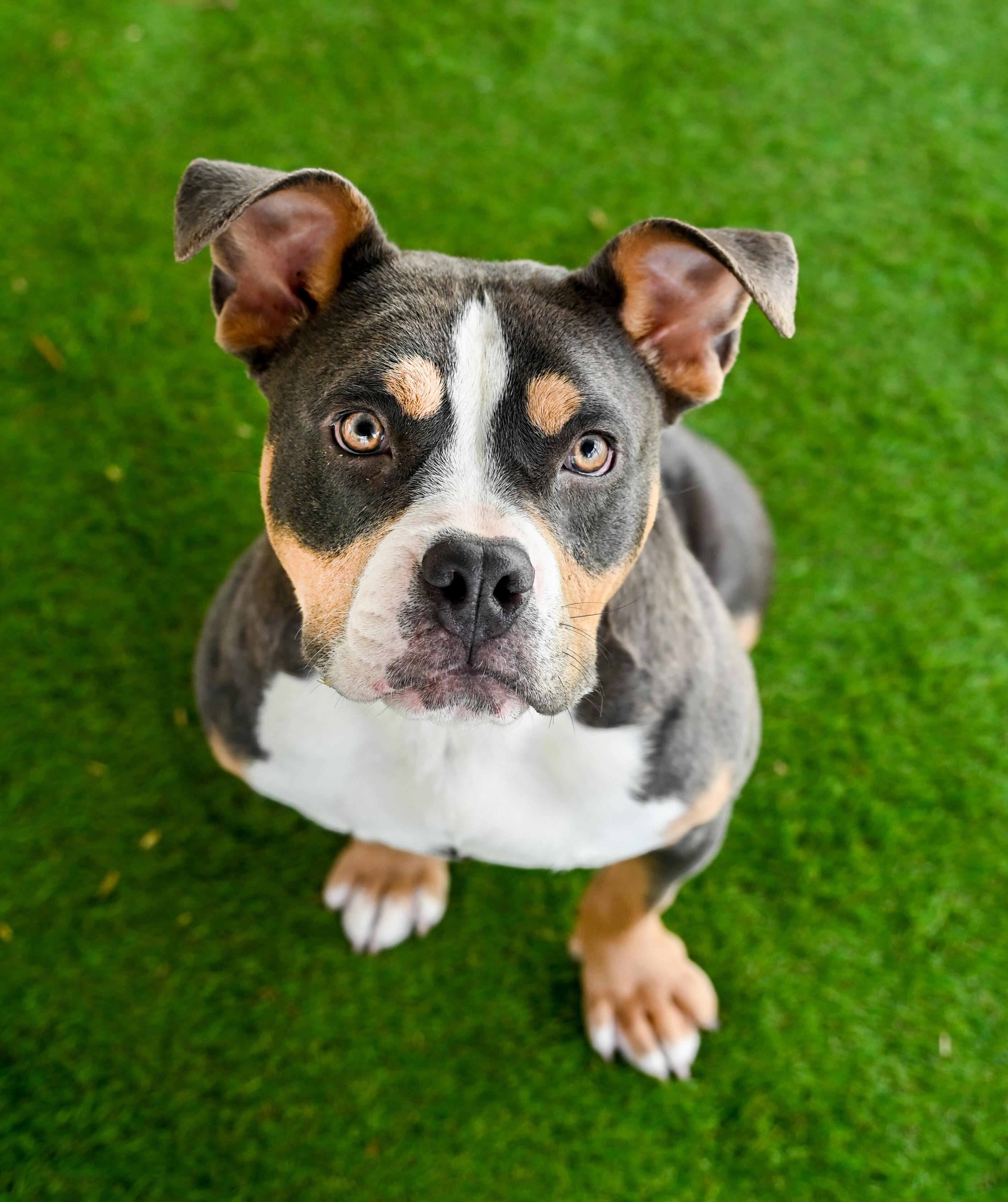 Enlarge Nilla aka Vanilla Bomb, an adopted mixed breed in Chattanooga, TN image 3/5