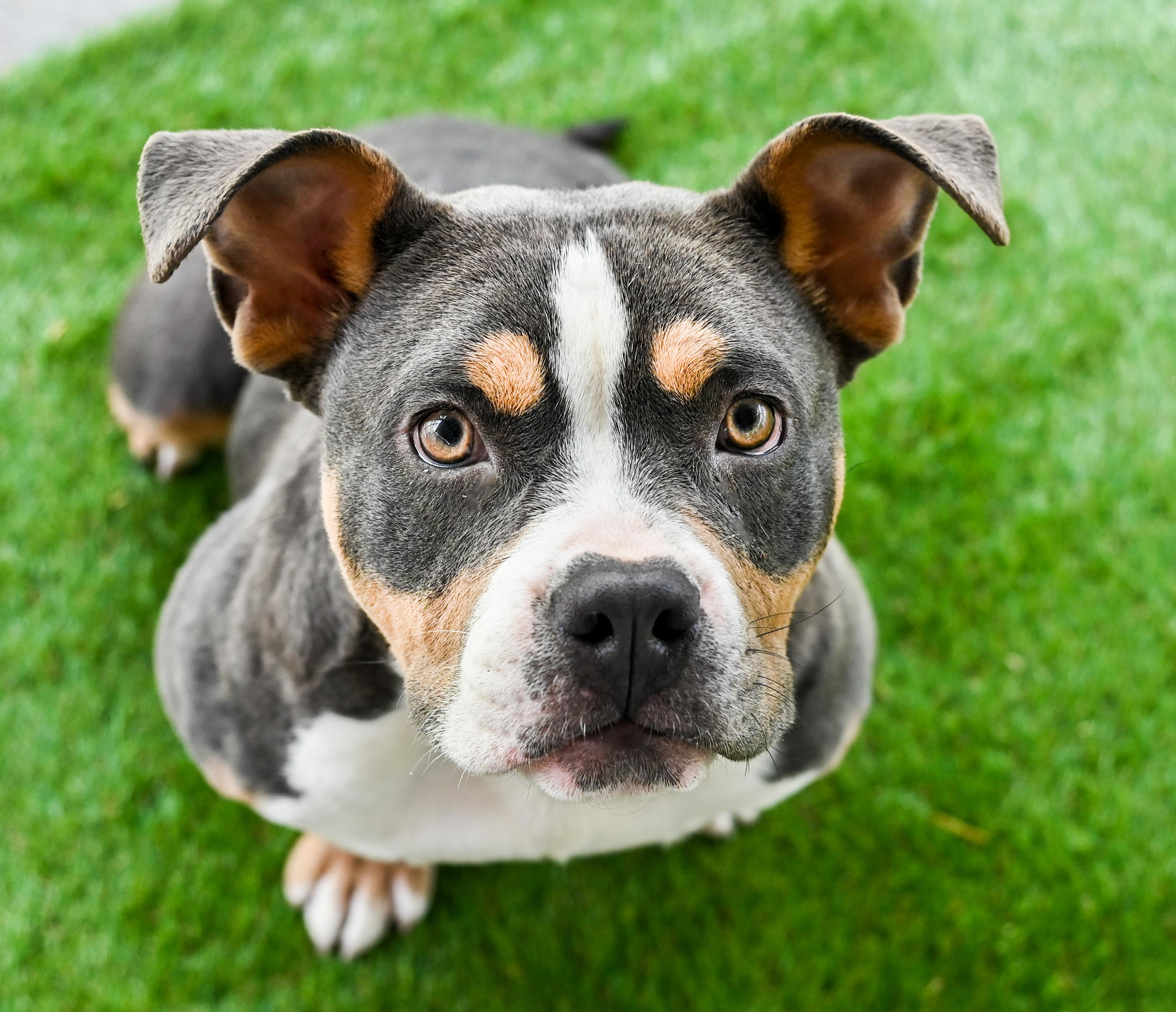 Enlarge Nilla aka Vanilla Bomb, an adopted mixed breed in Chattanooga, TN image 4/5