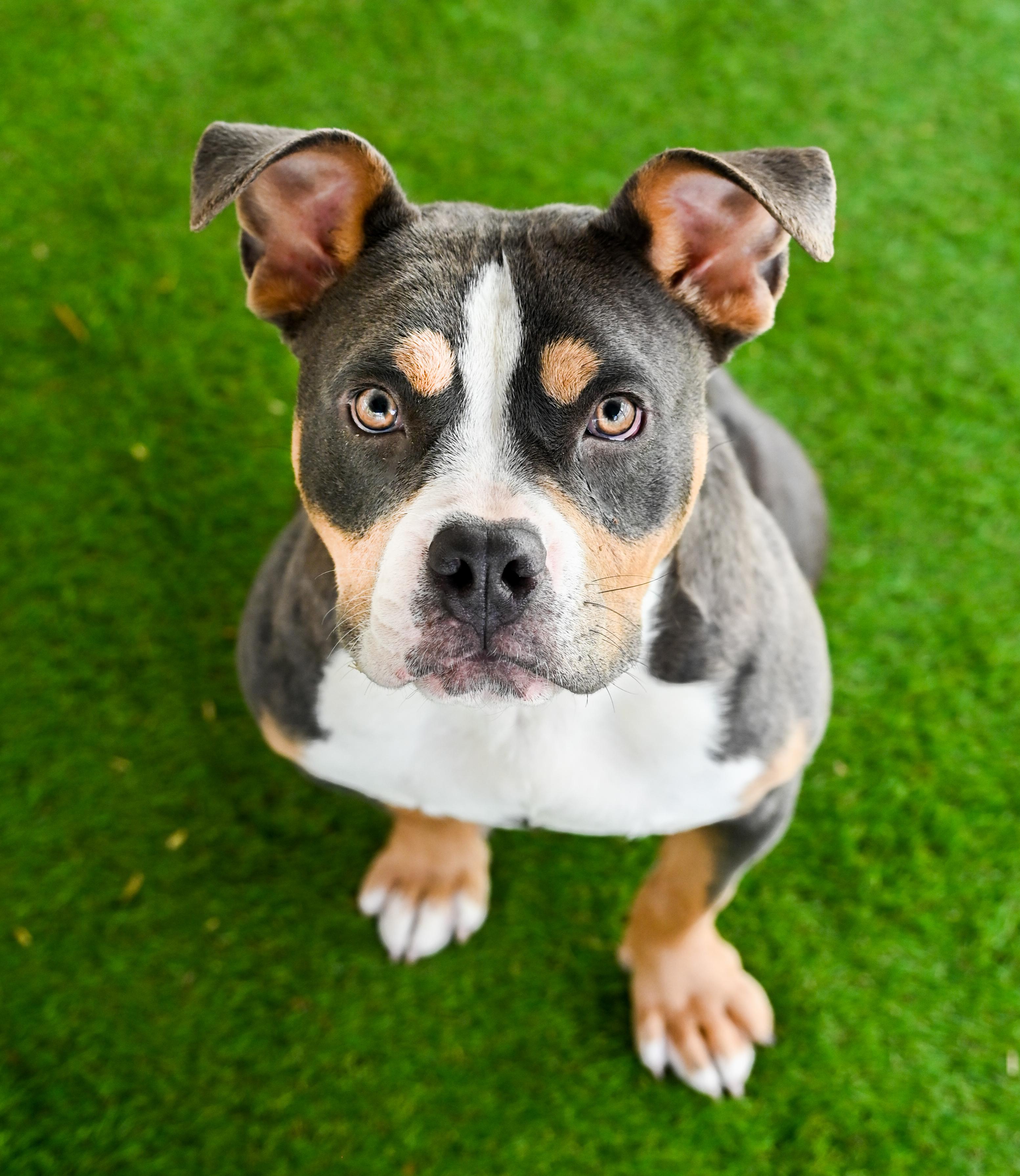 Enlarge Nilla aka Vanilla Bomb, an adopted mixed breed in Chattanooga, TN image 2/5