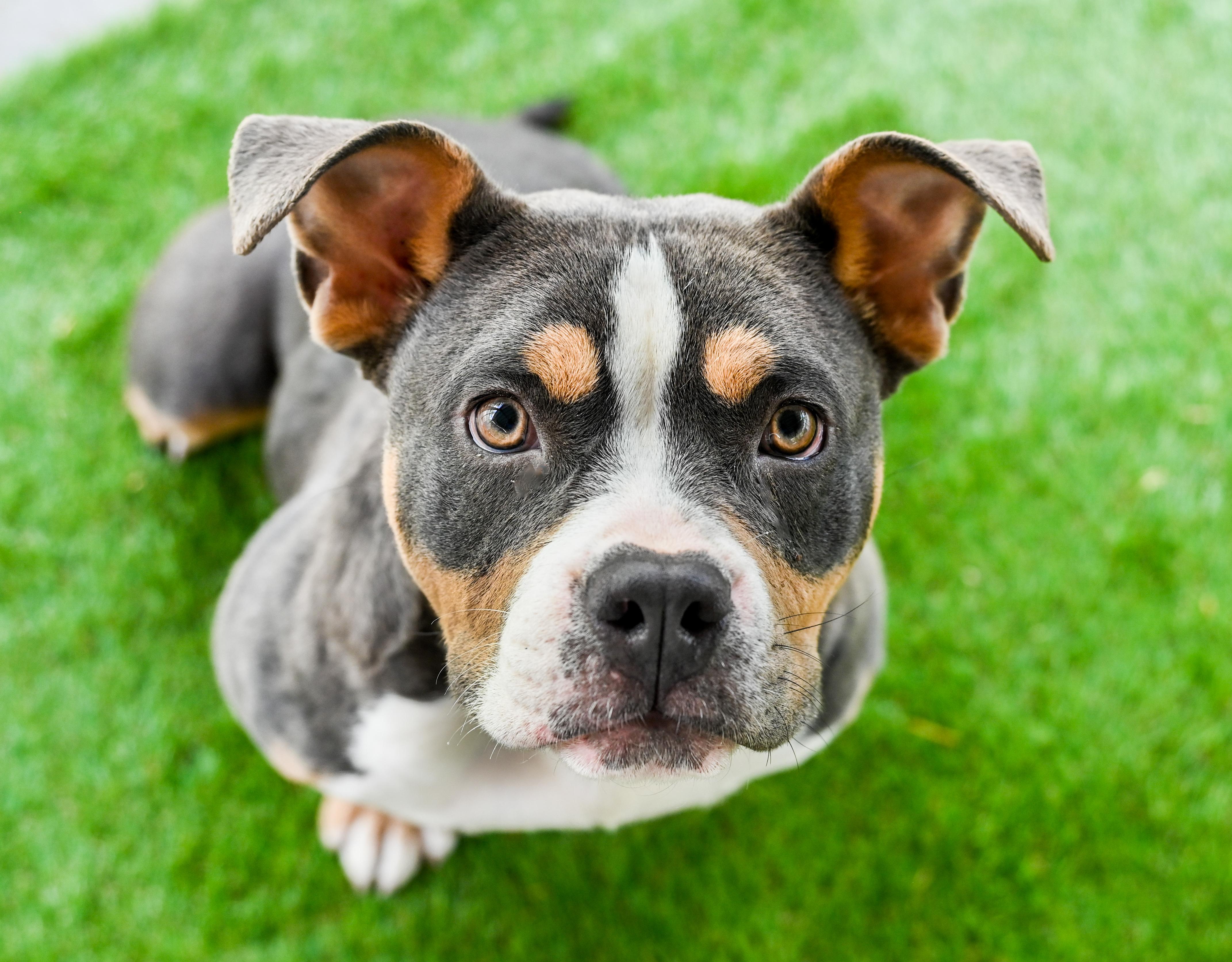 Enlarge Nilla aka Vanilla Bomb, an adopted mixed breed in Chattanooga, TN image 1/5