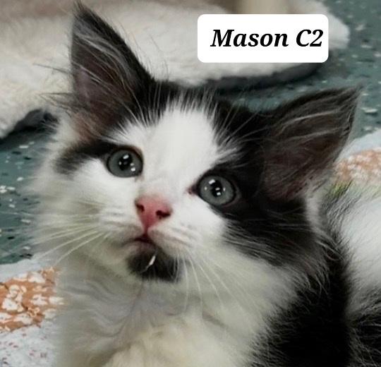 Mason, adopted, Kitten Male Domestic Long Hair.