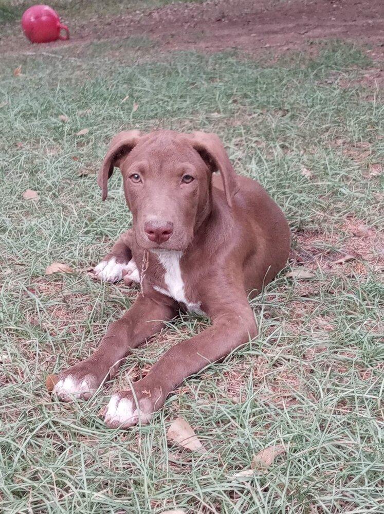 Enlarge Louie, a Adopted mixed breed in Newton, TX image 1/1