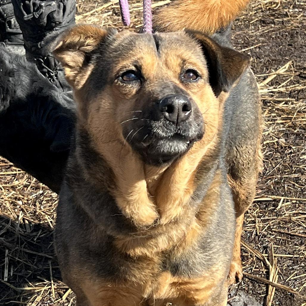 Martha Maywho, a Adoptable Mixed Breed in Huntington, WV image 1/6