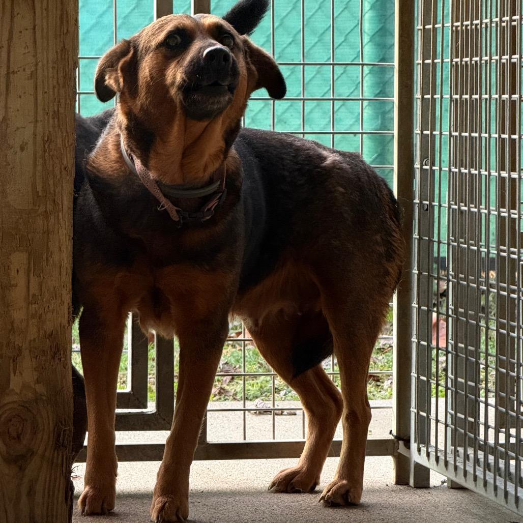 Martha Maywho, a Adoptable Mixed Breed in Huntington, WV image 2/6