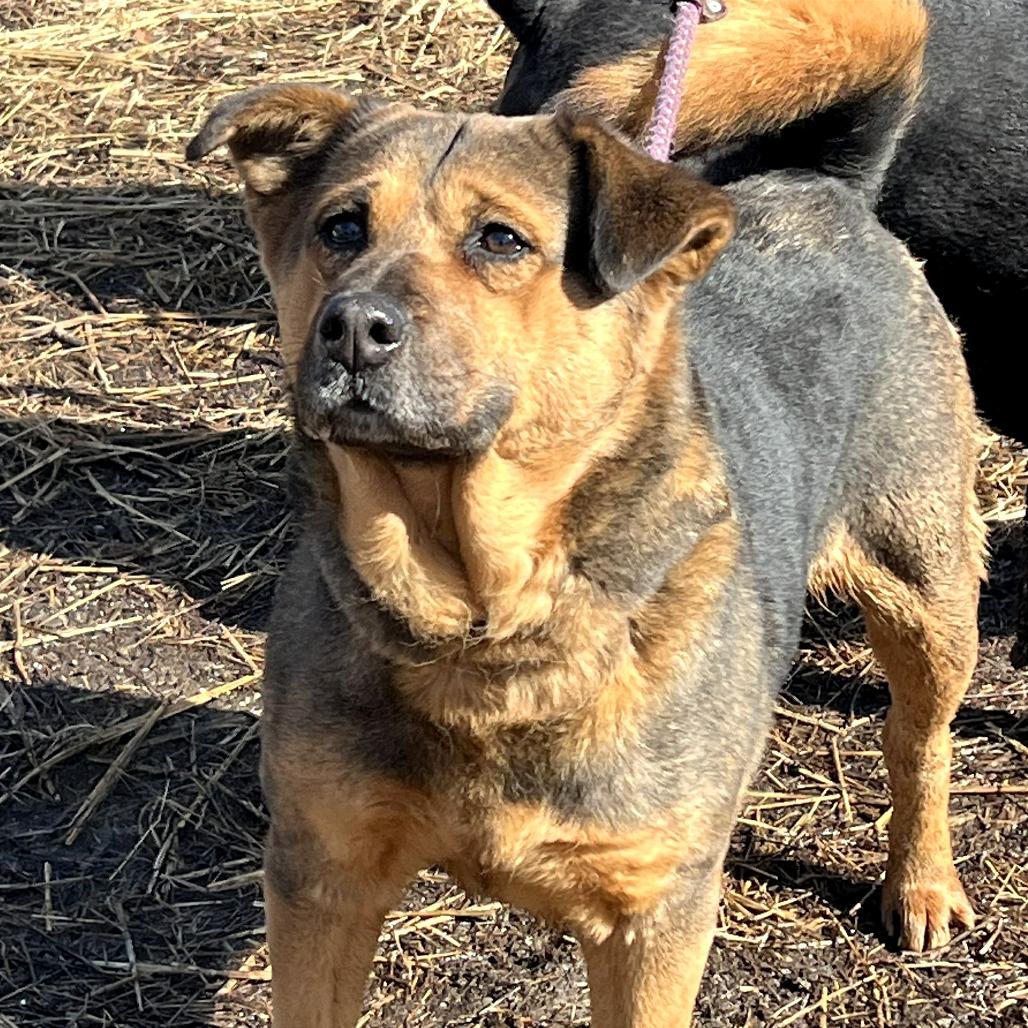 Martha Maywho, a Adoptable Mixed Breed in Huntington, WV image 3/6