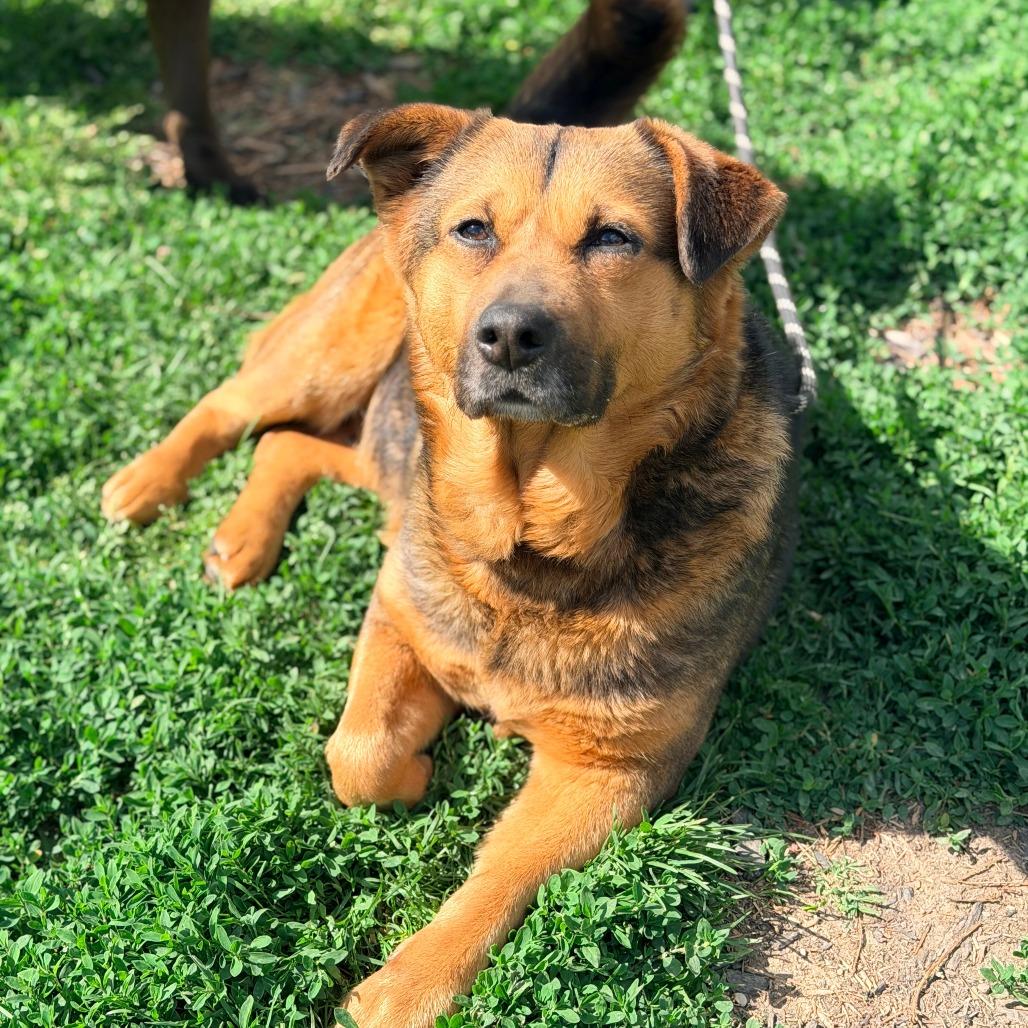 Martha Maywho, a Adoptable Mixed Breed in Huntington, WV image 4/6