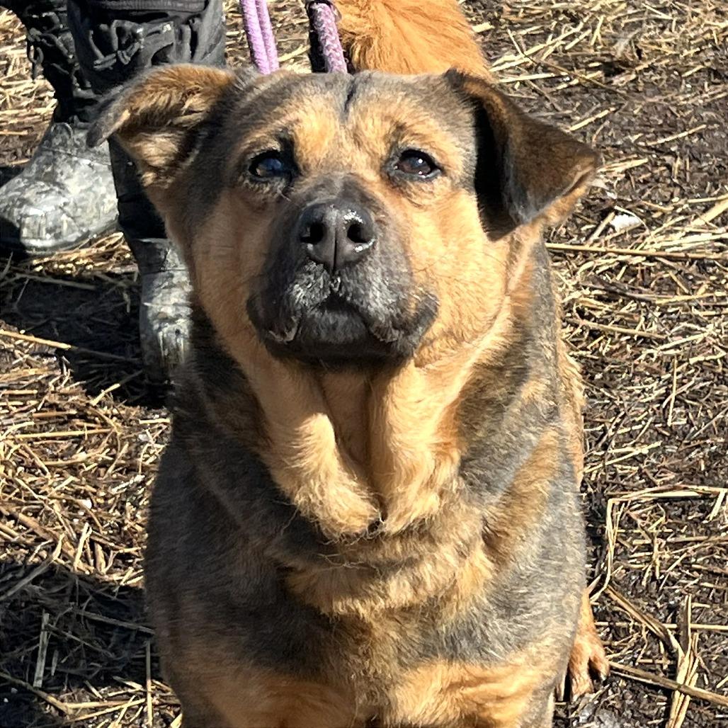 Martha Maywho, a Adoptable Mixed Breed in Huntington, WV image 6/6