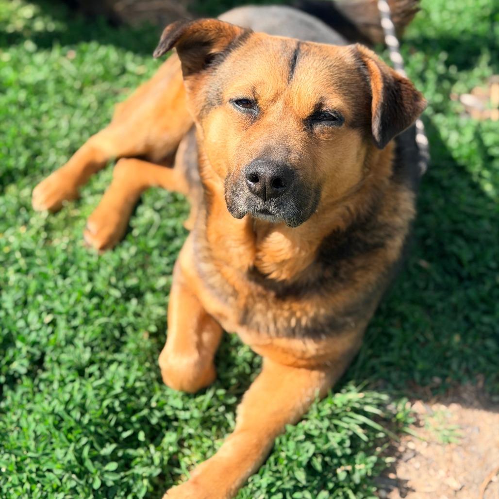 Martha Maywho, a Adoptable Mixed Breed in Huntington, WV image 6/6
