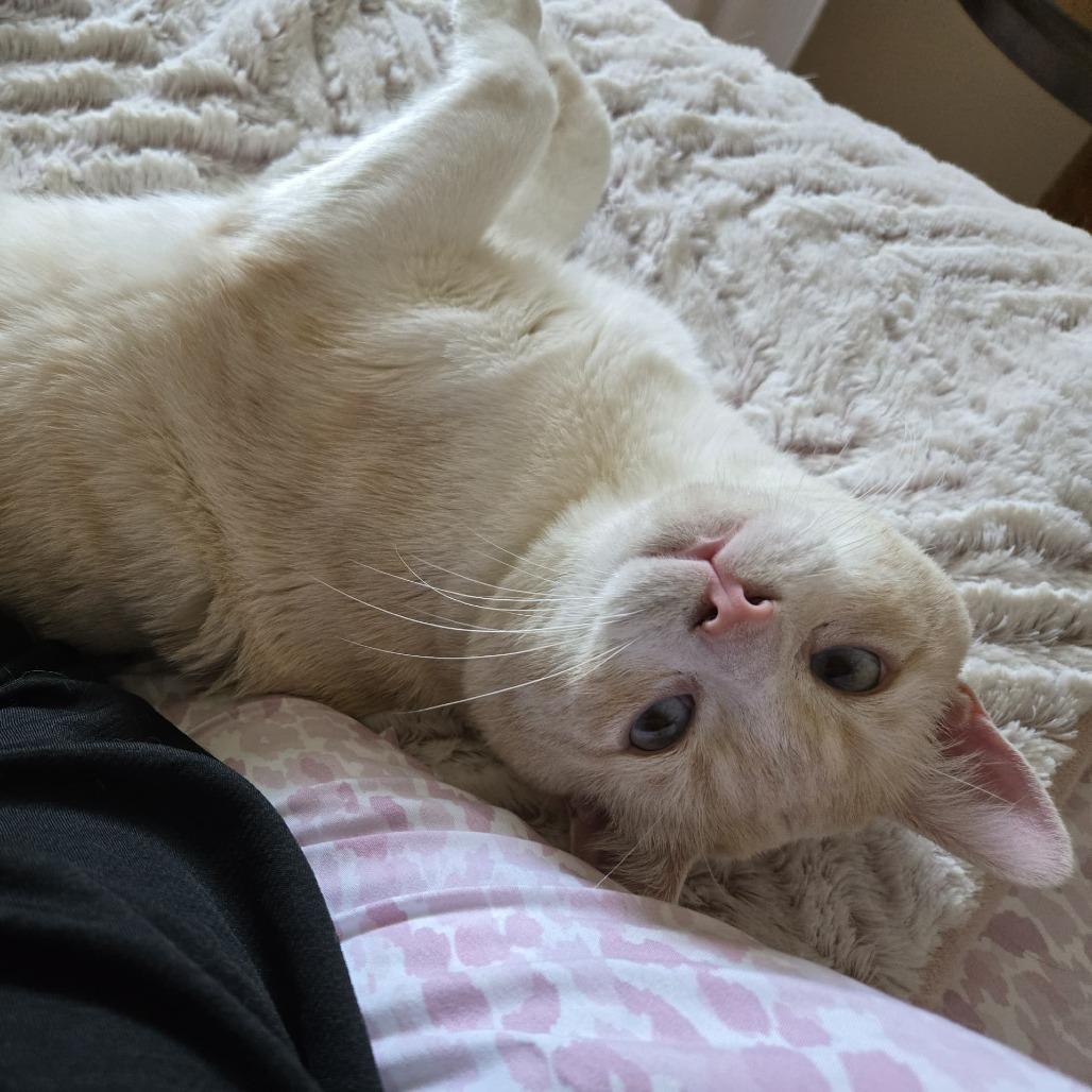 Enlarge Mikkel, a Adoptable Siamese in Agoura Hills, CA image 1/6