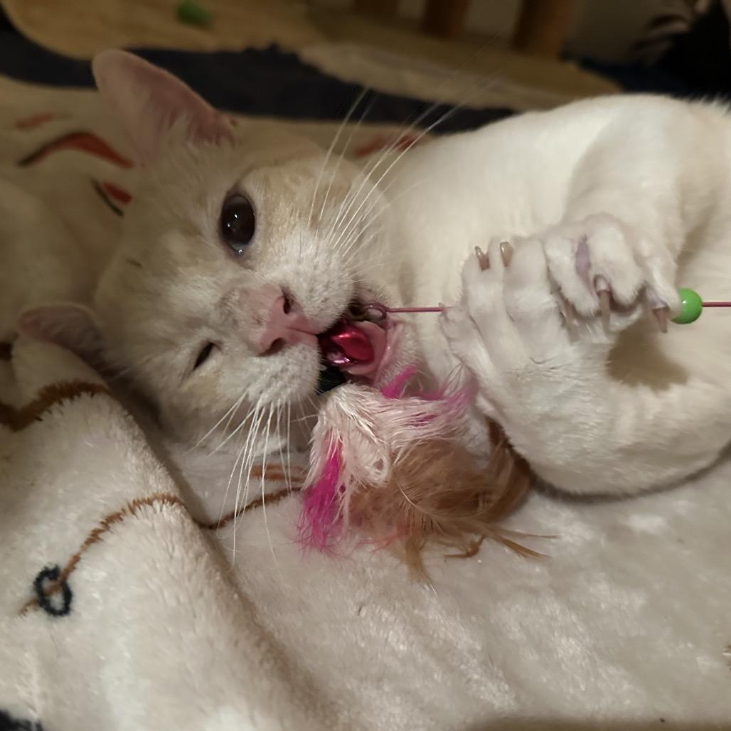 Enlarge Mikkel, a Adoptable Siamese in Agoura Hills, CA image 2/6