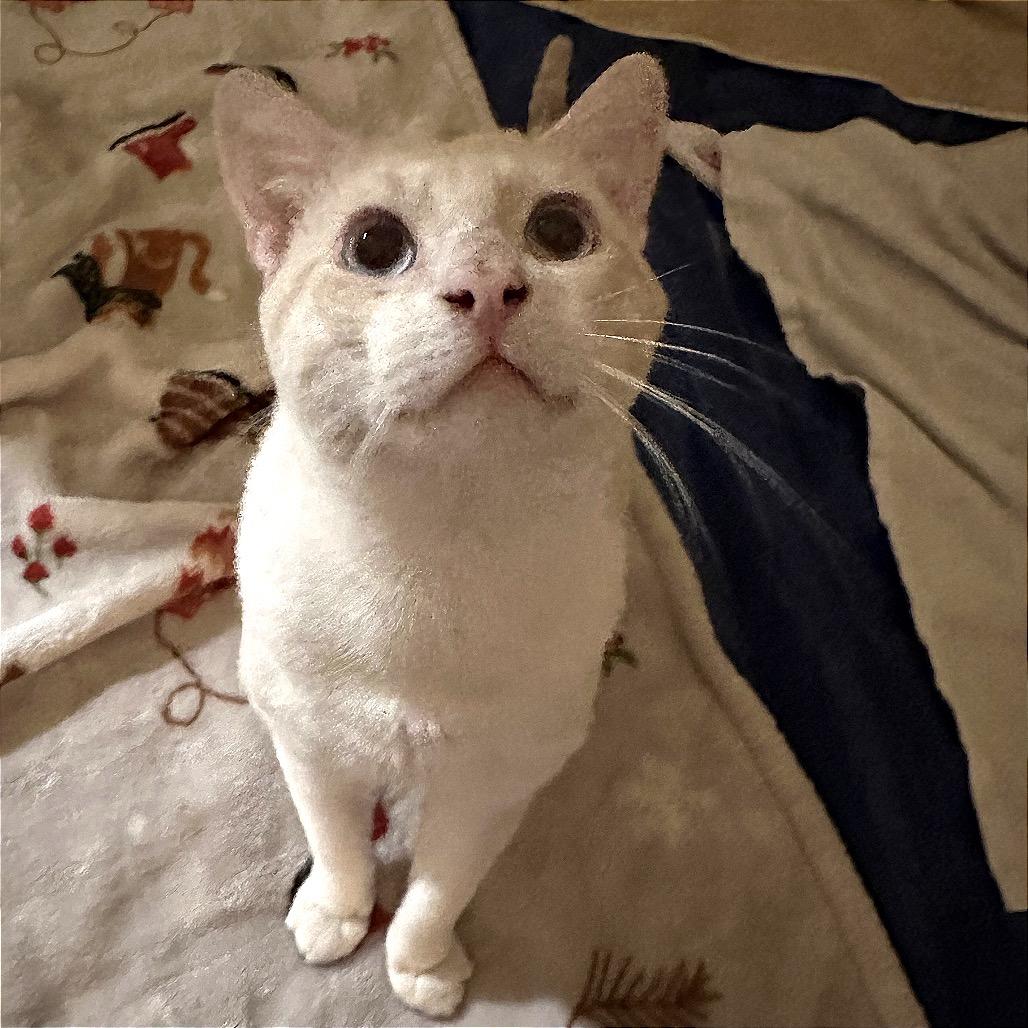 Enlarge Mikkel, a Adoptable Siamese in Agoura Hills, CA image 3/6