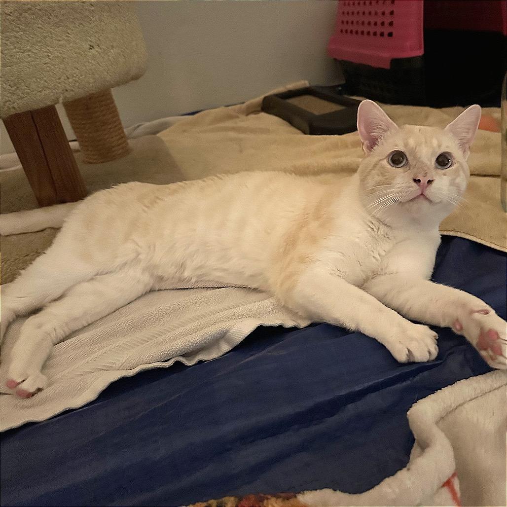 Enlarge Mikkel, a Adoptable Siamese in Agoura Hills, CA image 4/6