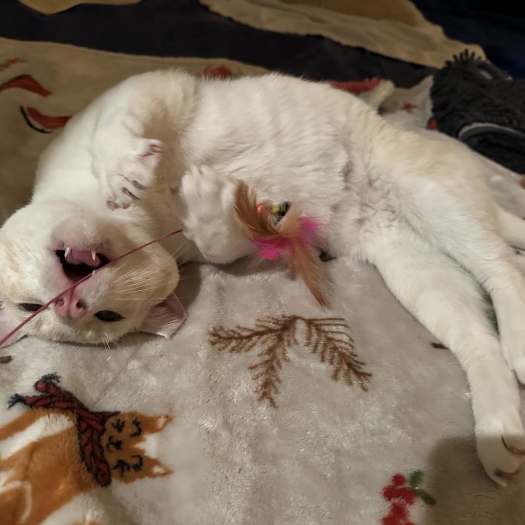 Enlarge Mikkel, a Adoptable Siamese in Agoura Hills, CA image 5/6