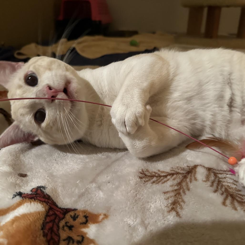 Enlarge Mikkel, a Adoptable Siamese in Agoura Hills, CA image 6/6