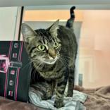 Enlarge Penelope, a ADOPTABLE Domestic Short Hair in Hilliard, OH image 2/2