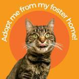 Enlarge Penelope, a ADOPTABLE Domestic Short Hair in Hilliard, OH image 1/2