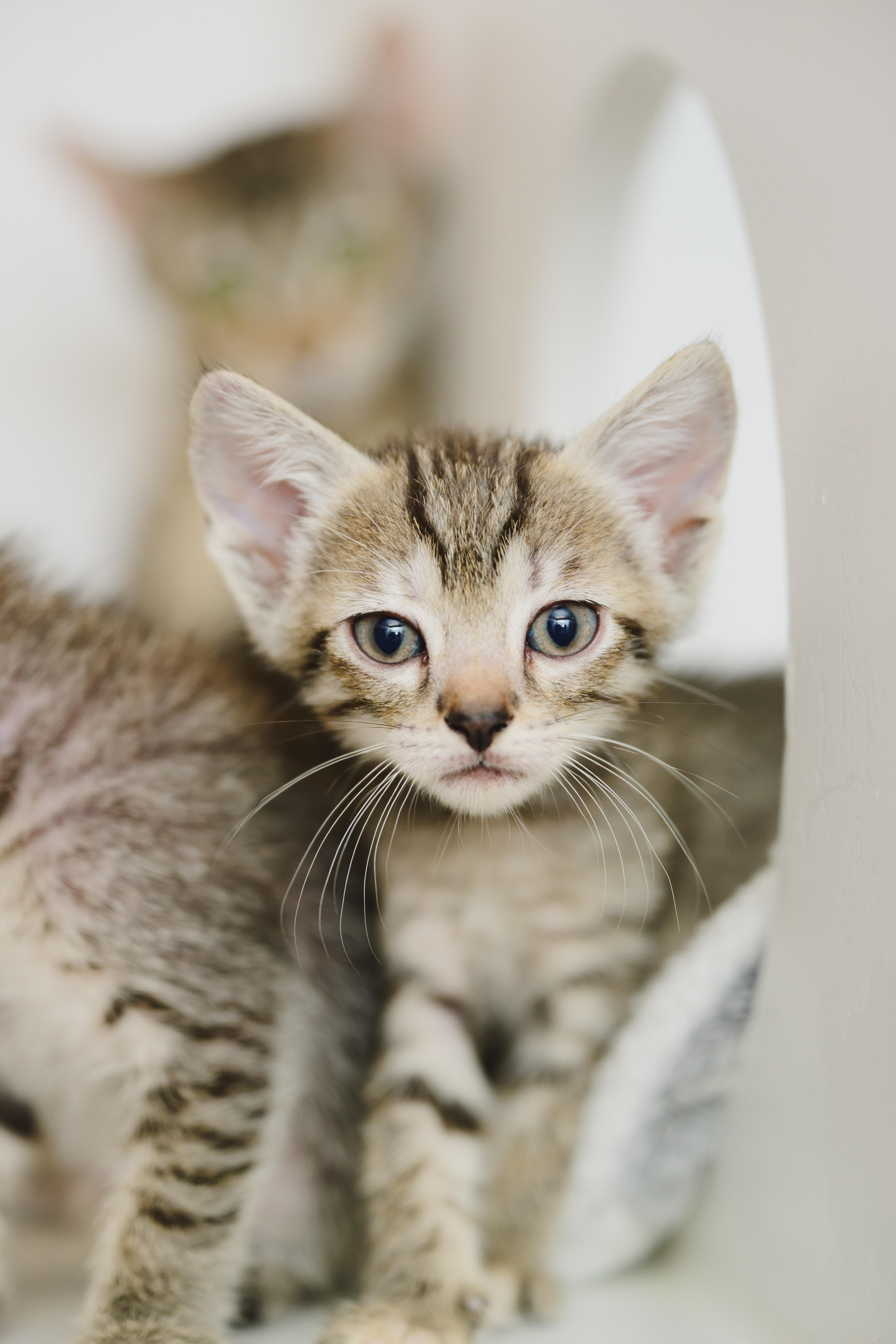 Doppio, Adopted, Young Male Domestic Short Hair.
