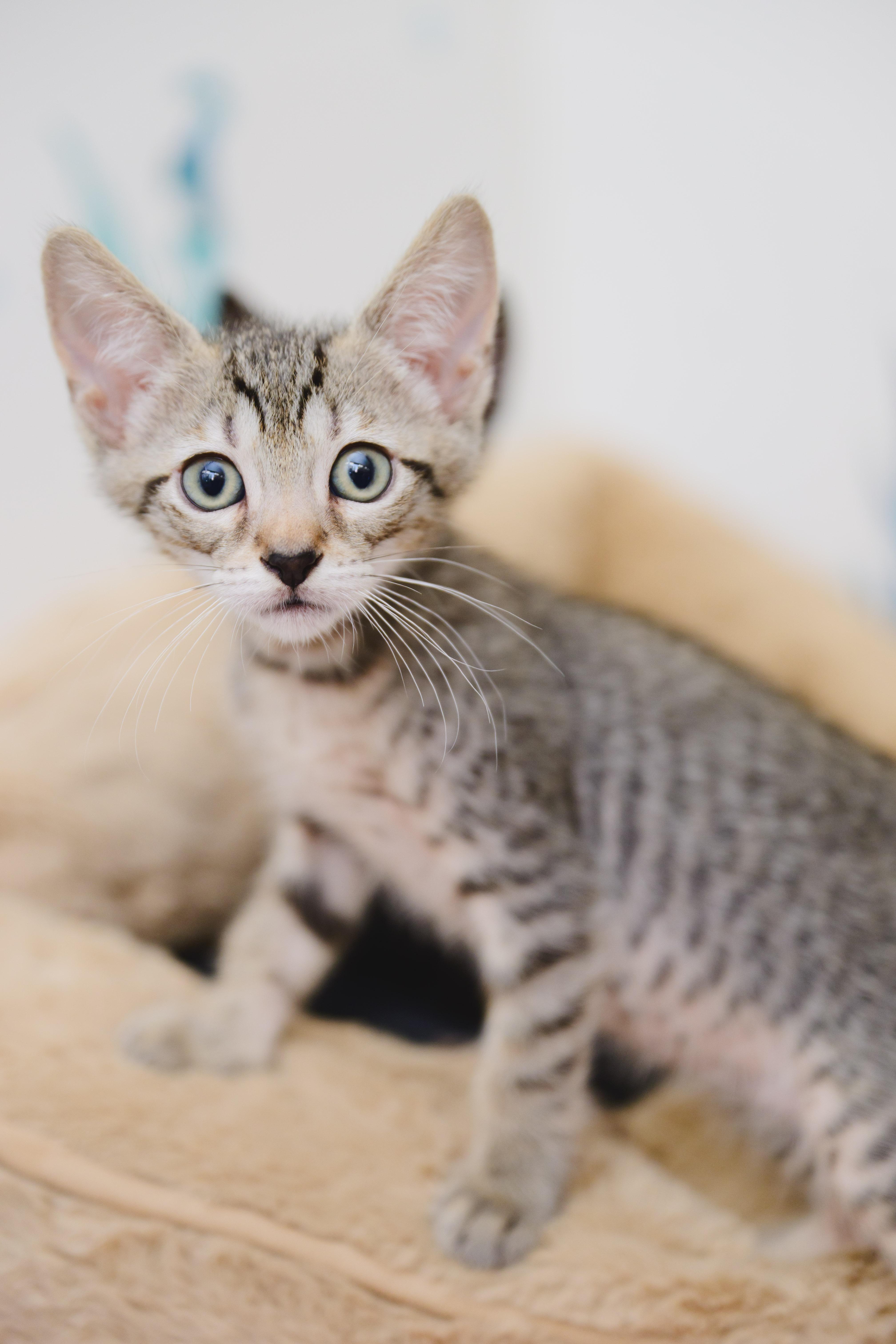 Doppio, a Adopted Domestic Short Hair in Honolulu, HI image 2/2