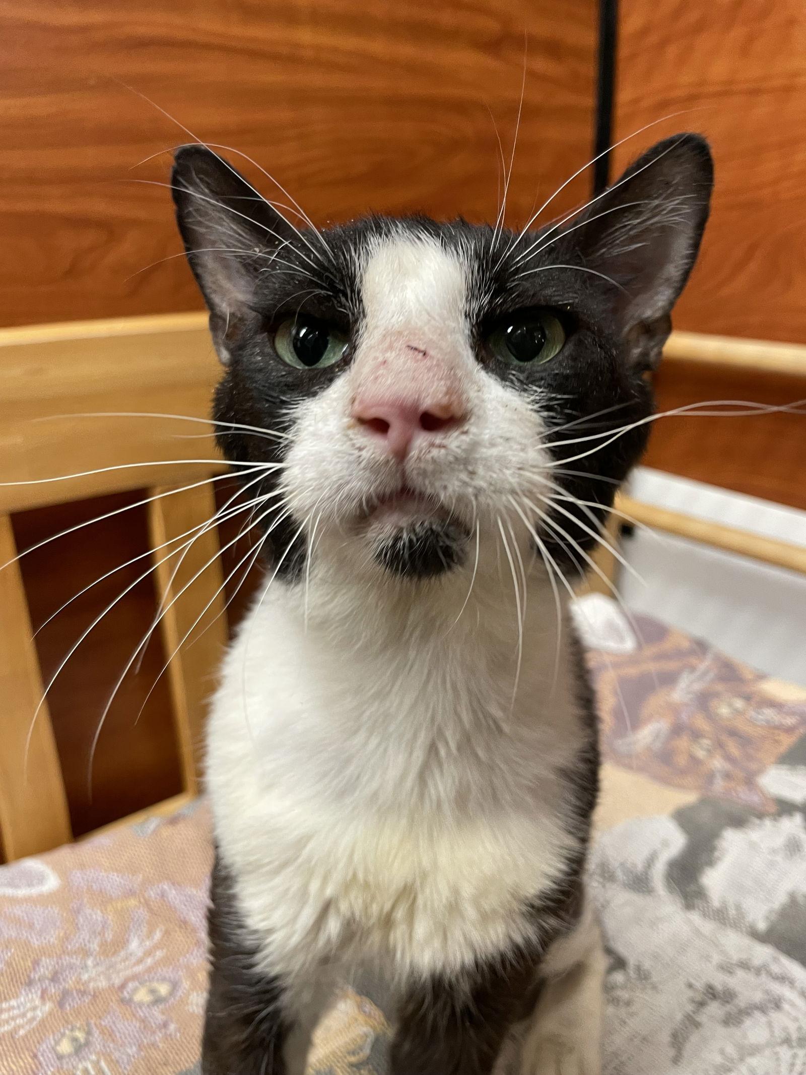 Seven, Adoptable, Adult Male Domestic Short Hair.