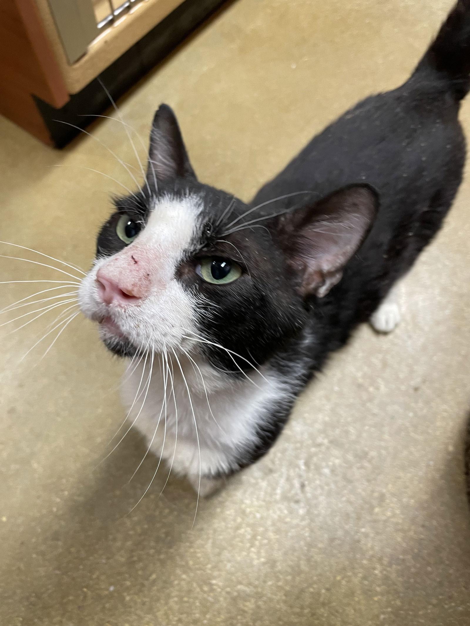 Seven, a Adoptable Domestic Short Hair in Pompano Beach, FL image 2/3