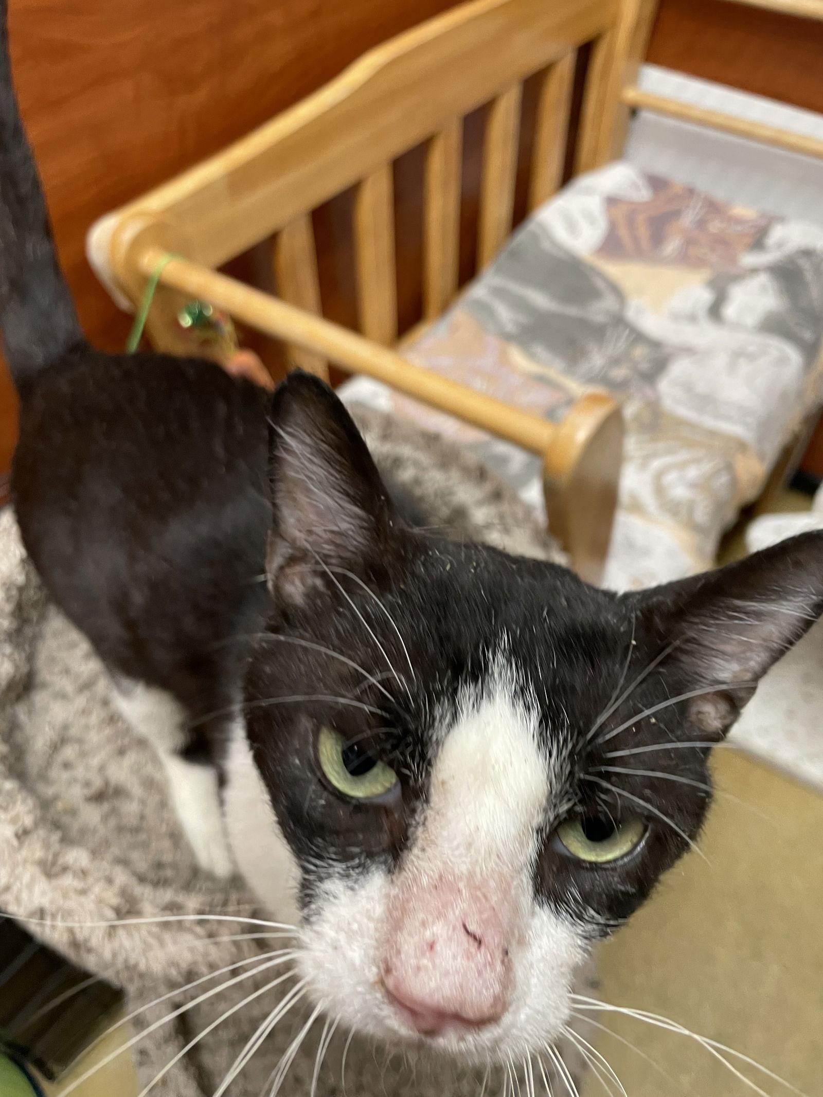 Seven, a Adoptable Domestic Short Hair in Pompano Beach, FL image 3/3