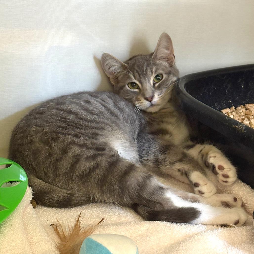 Romeo, Adoptable, Kitten Male Domestic Short Hair.