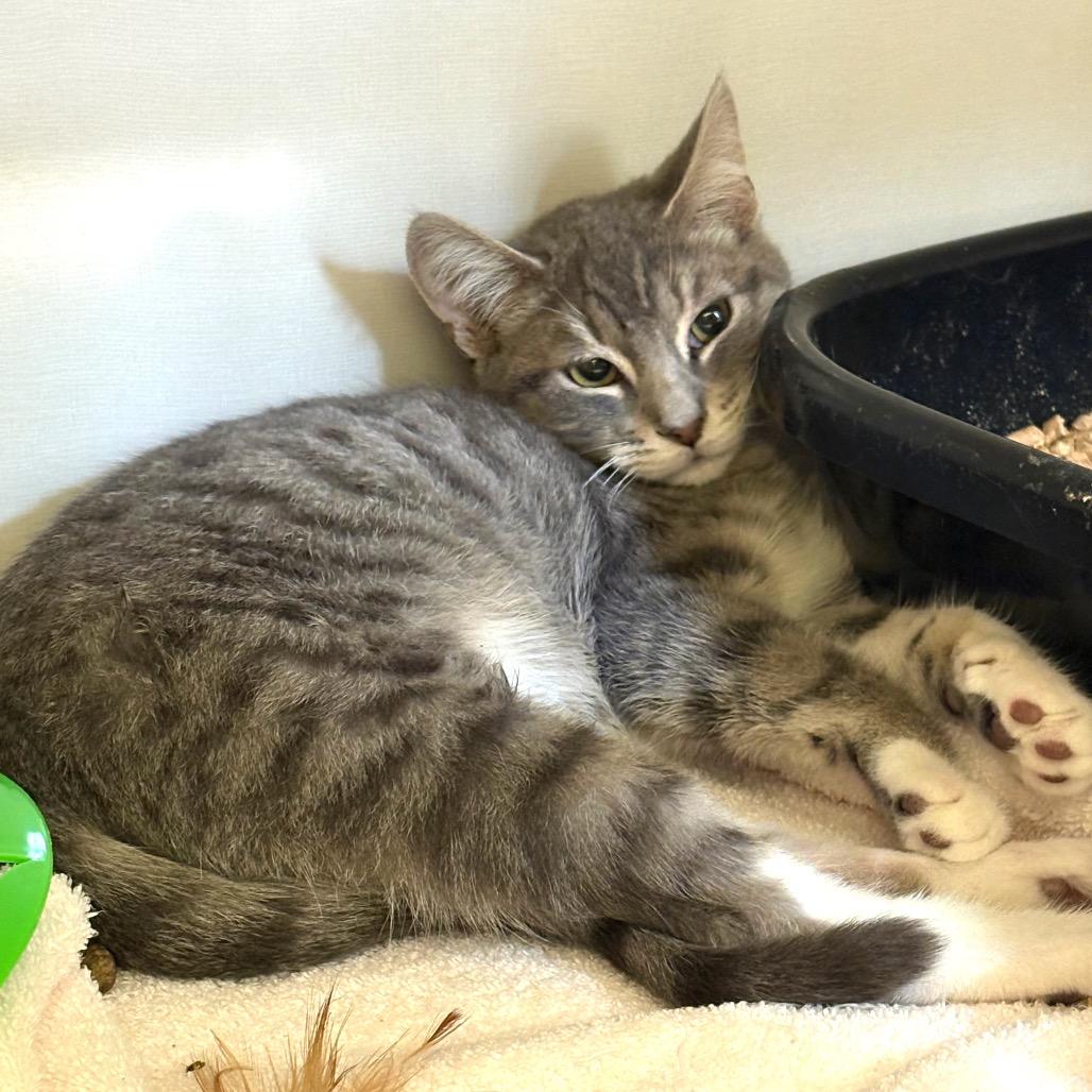 Enlarge Romeo, a Adoptable Domestic Short Hair in Redwood City, CA image 2/4