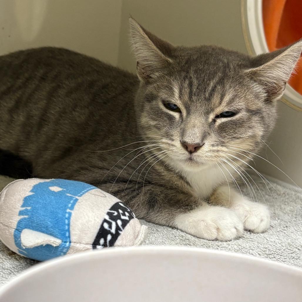 Enlarge Romeo, a Adoptable Domestic Short Hair in Redwood City, CA image 3/4