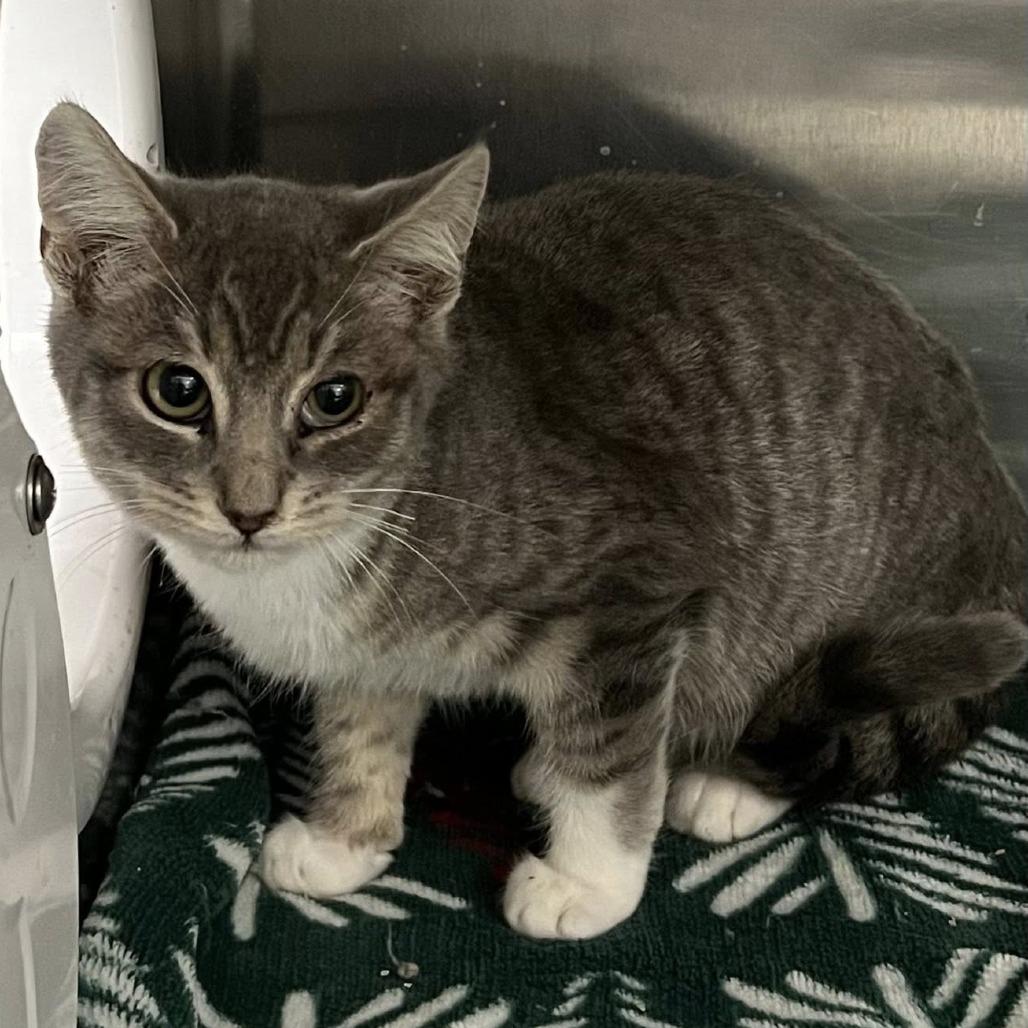 Enlarge Romeo, a Adoptable Domestic Short Hair in Redwood City, CA image 4/4