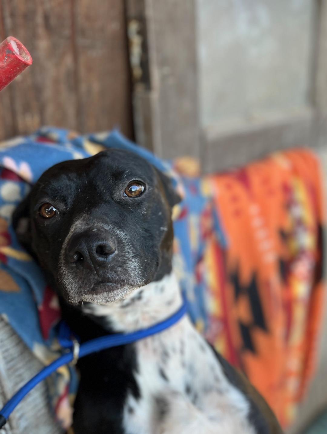 Ella, Adoptable, Young Female Mixed Breed.
