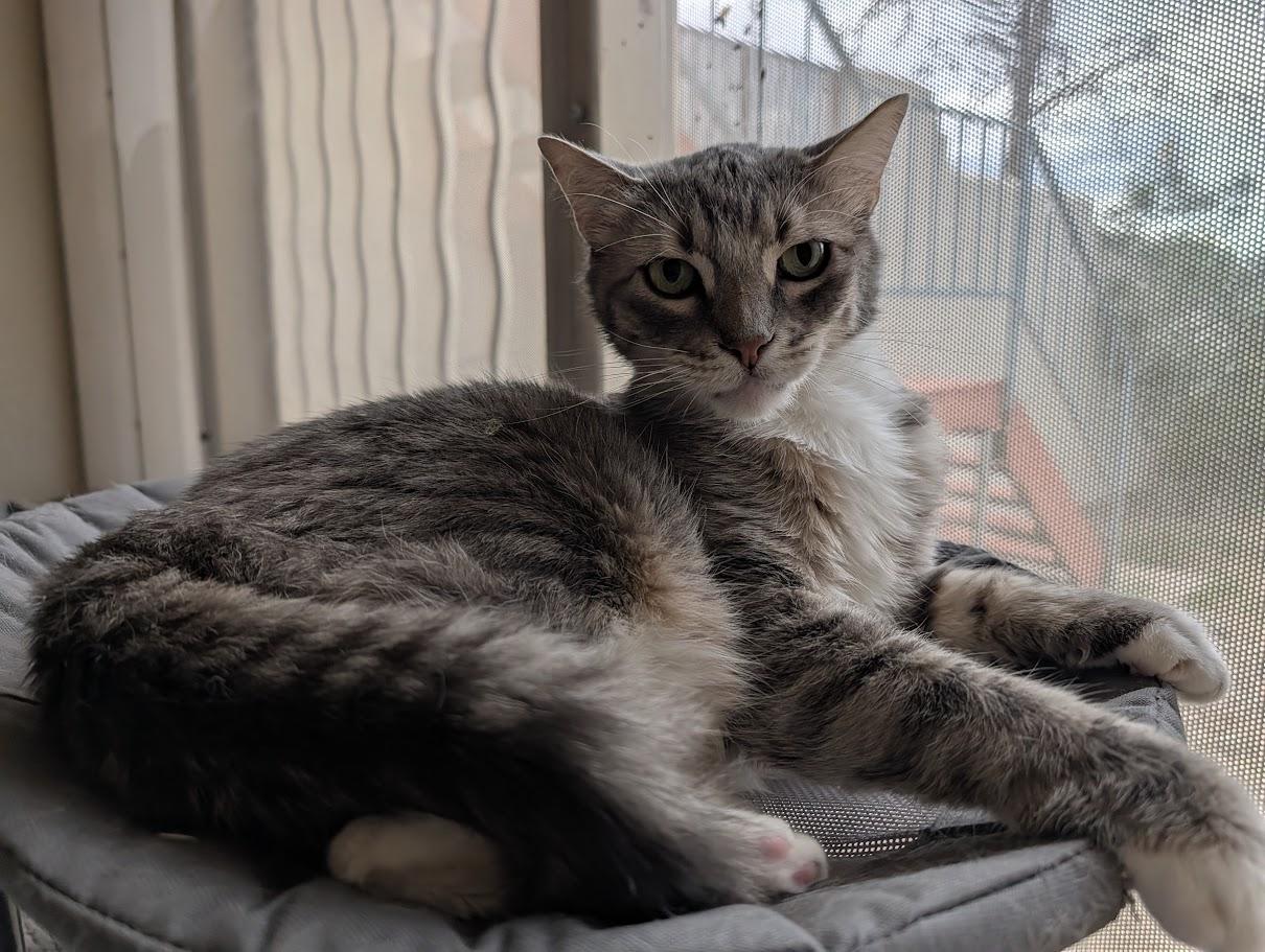 Enlarge Barron, a Adoptable Domestic Short Hair in Sonoita, AZ image 2/4