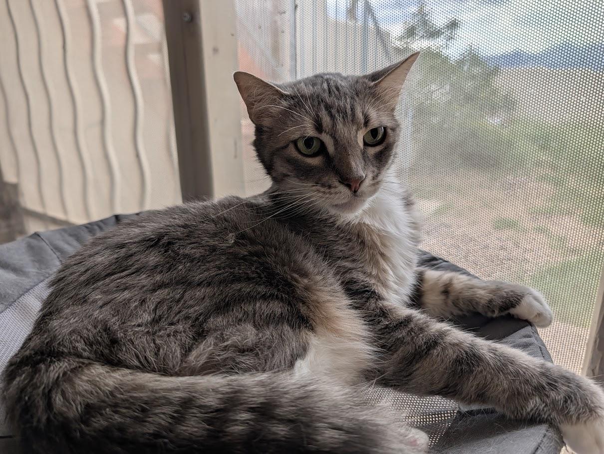 Enlarge Barron, a Adoptable Domestic Short Hair in Sonoita, AZ image 4/4