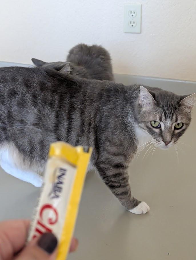 Enlarge Barron, a Adoptable Domestic Short Hair in Sonoita, AZ image 3/4