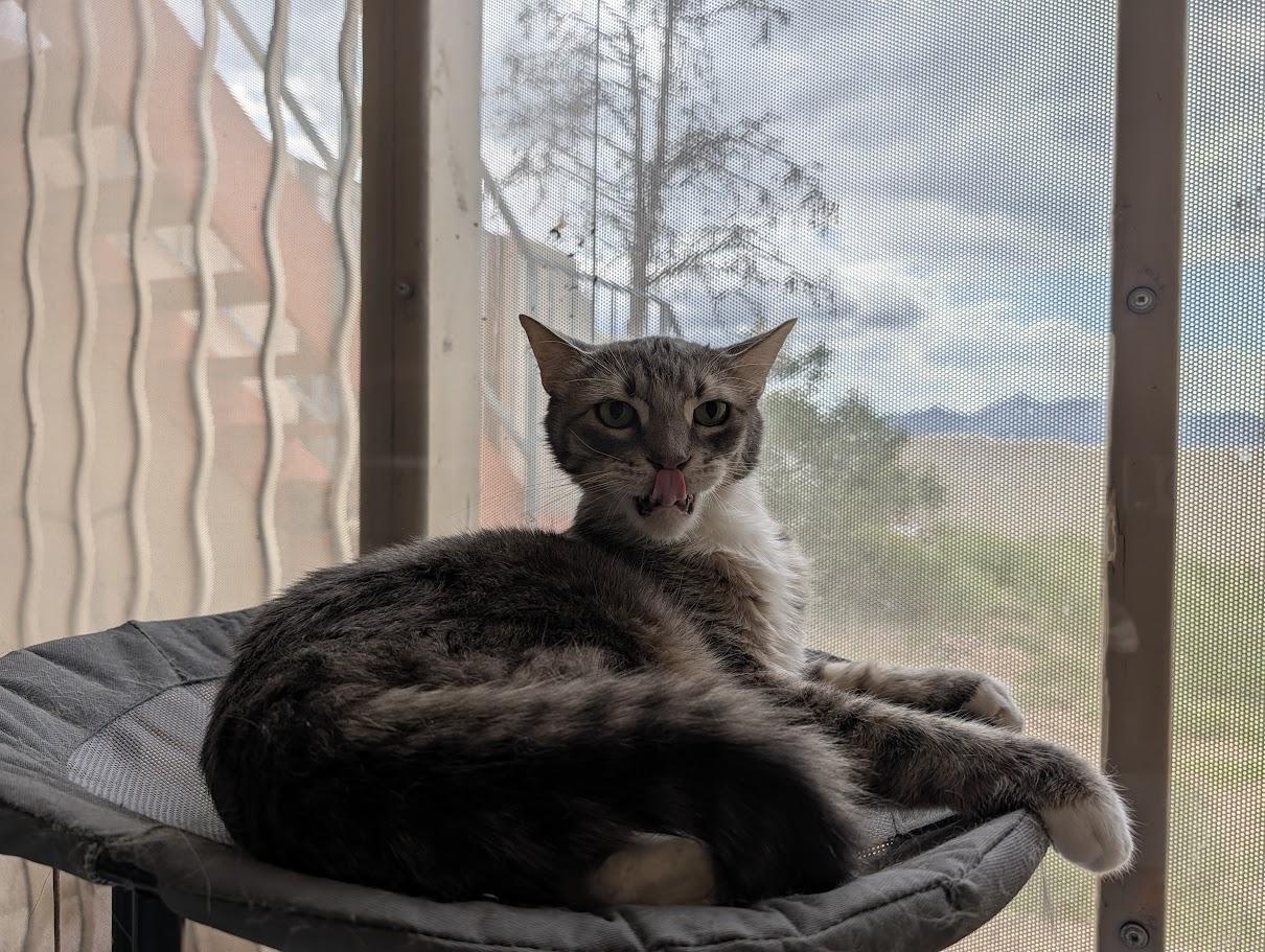 Barron, Adoptable, Adult Male Domestic Short Hair.