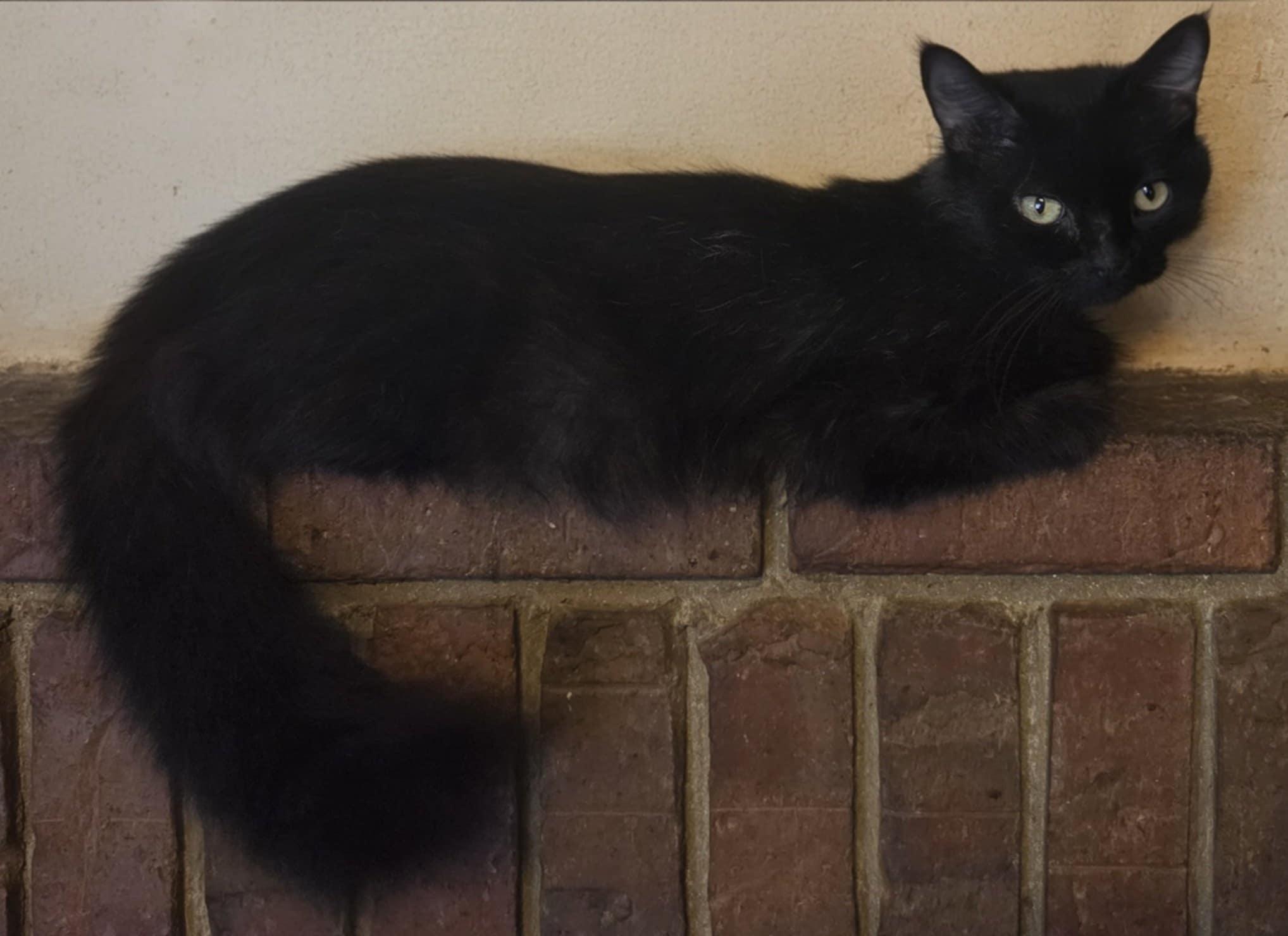 Shirley, Adoptable, Young Female Domestic Short Hair.