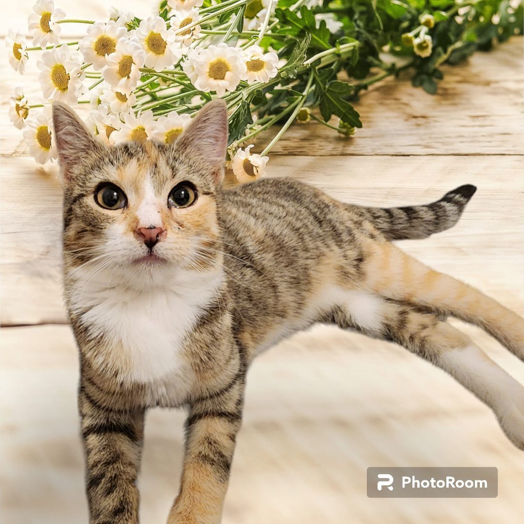 Enlarge Maggie, a Adoptable Domestic Short Hair in Plymouth , PA image 1/2