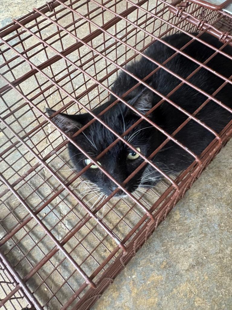 Enlarge Midnight, a Adoptable mixed breed in Brownwood, TX image 1/1