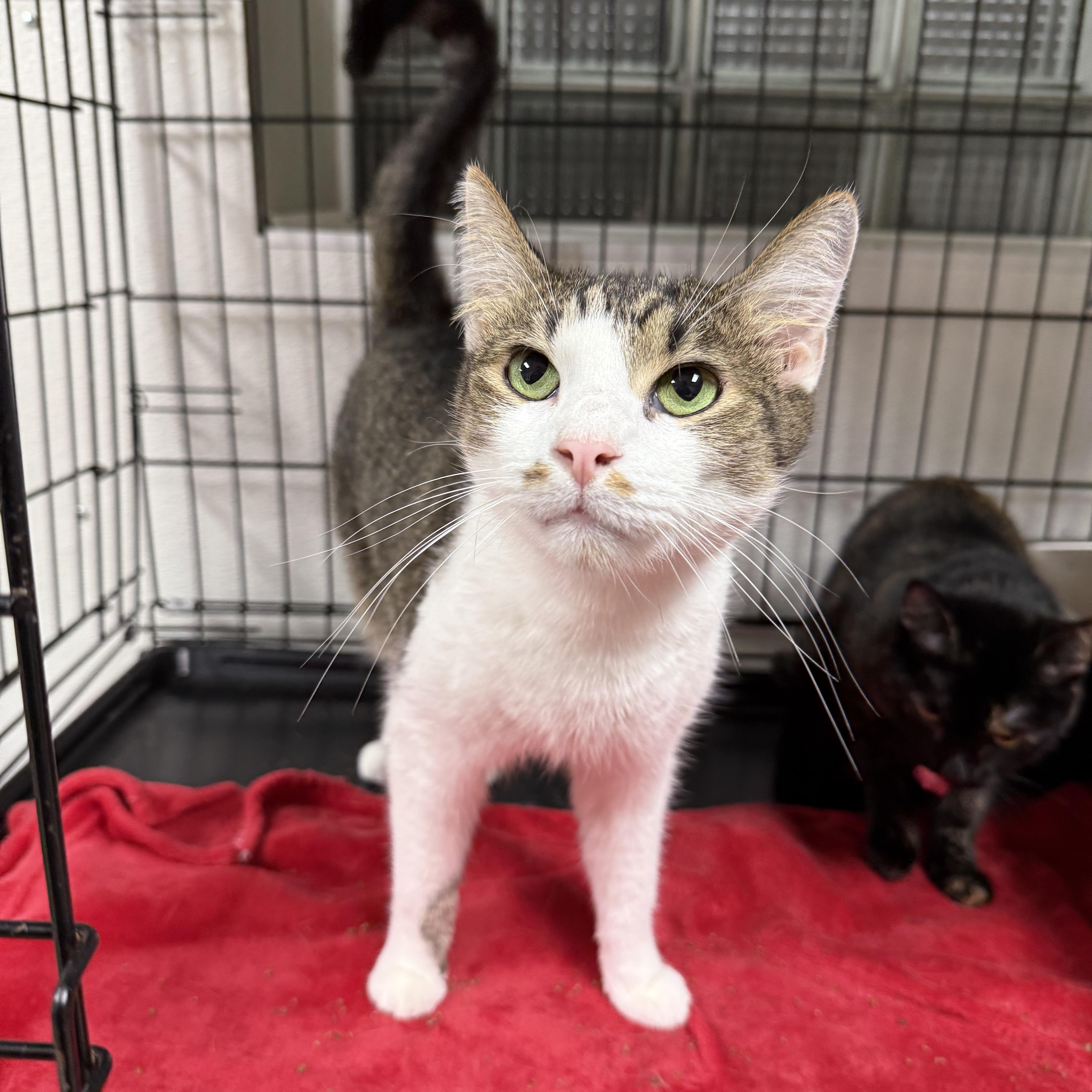 Yoshi, adoptable, Adult Male Domestic Short Hair.