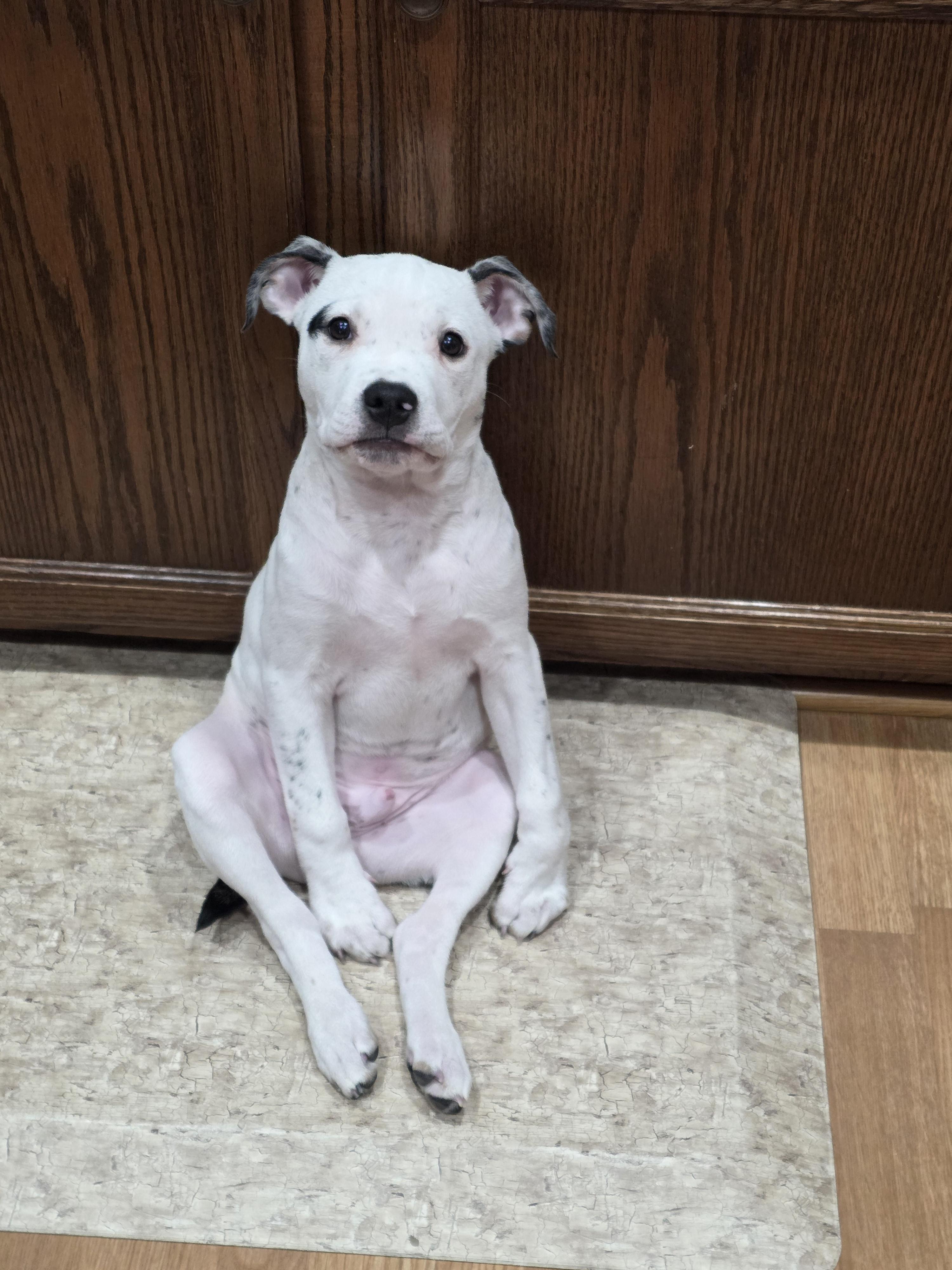 Enlarge Skip Bo, a Adoptable mixed breed in St. Clair Shores, MI image 3/6