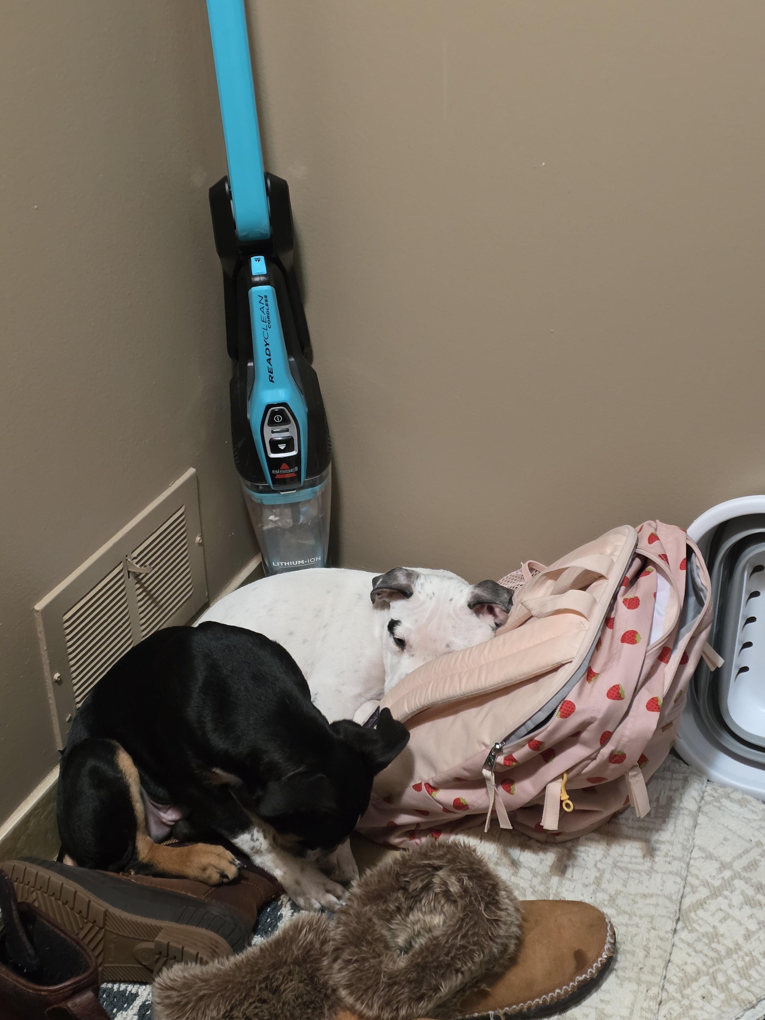 Enlarge Skip Bo, a Adoptable mixed breed in St. Clair Shores, MI image 4/6