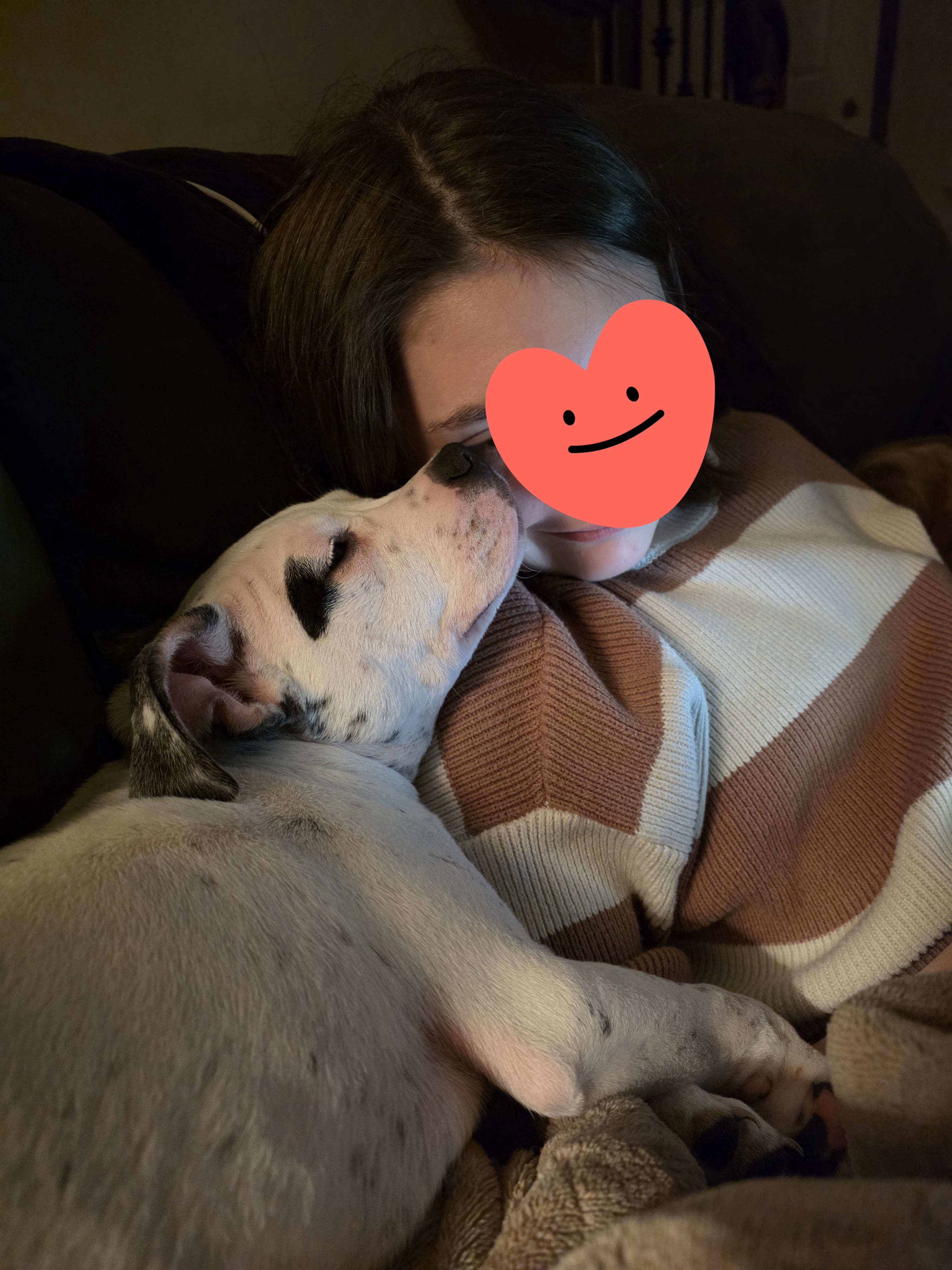 Enlarge Skip Bo, a Adoptable mixed breed in St. Clair Shores, MI image 5/6