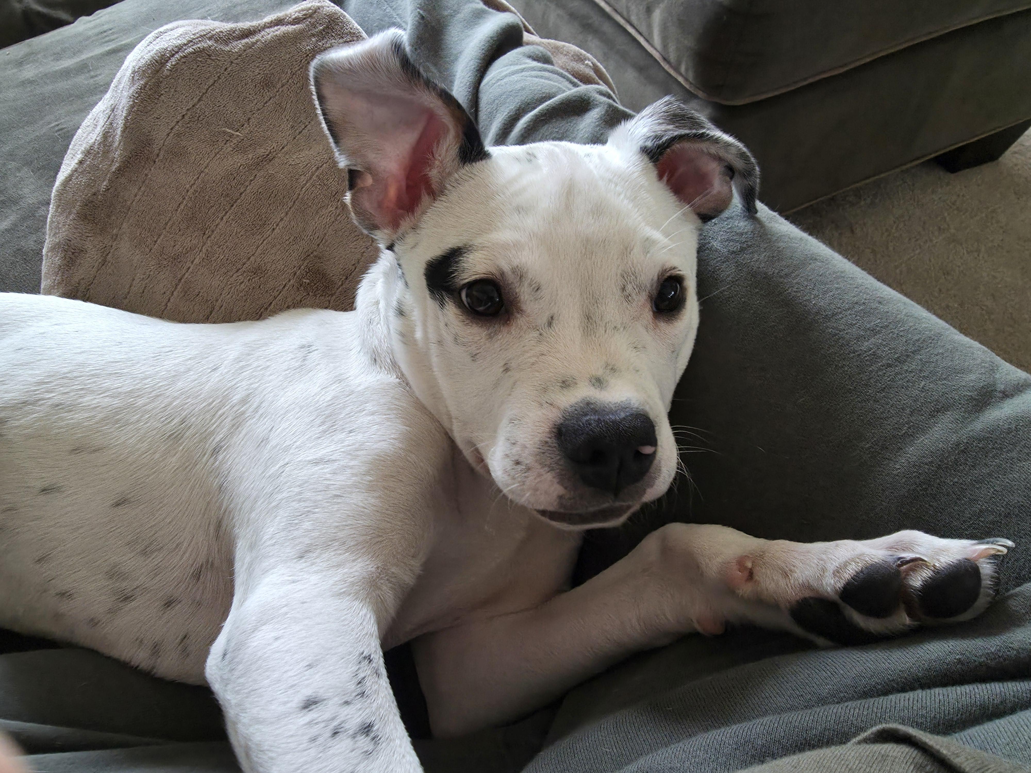 Enlarge Skip Bo, a Adoptable mixed breed in St. Clair Shores, MI image 3/5