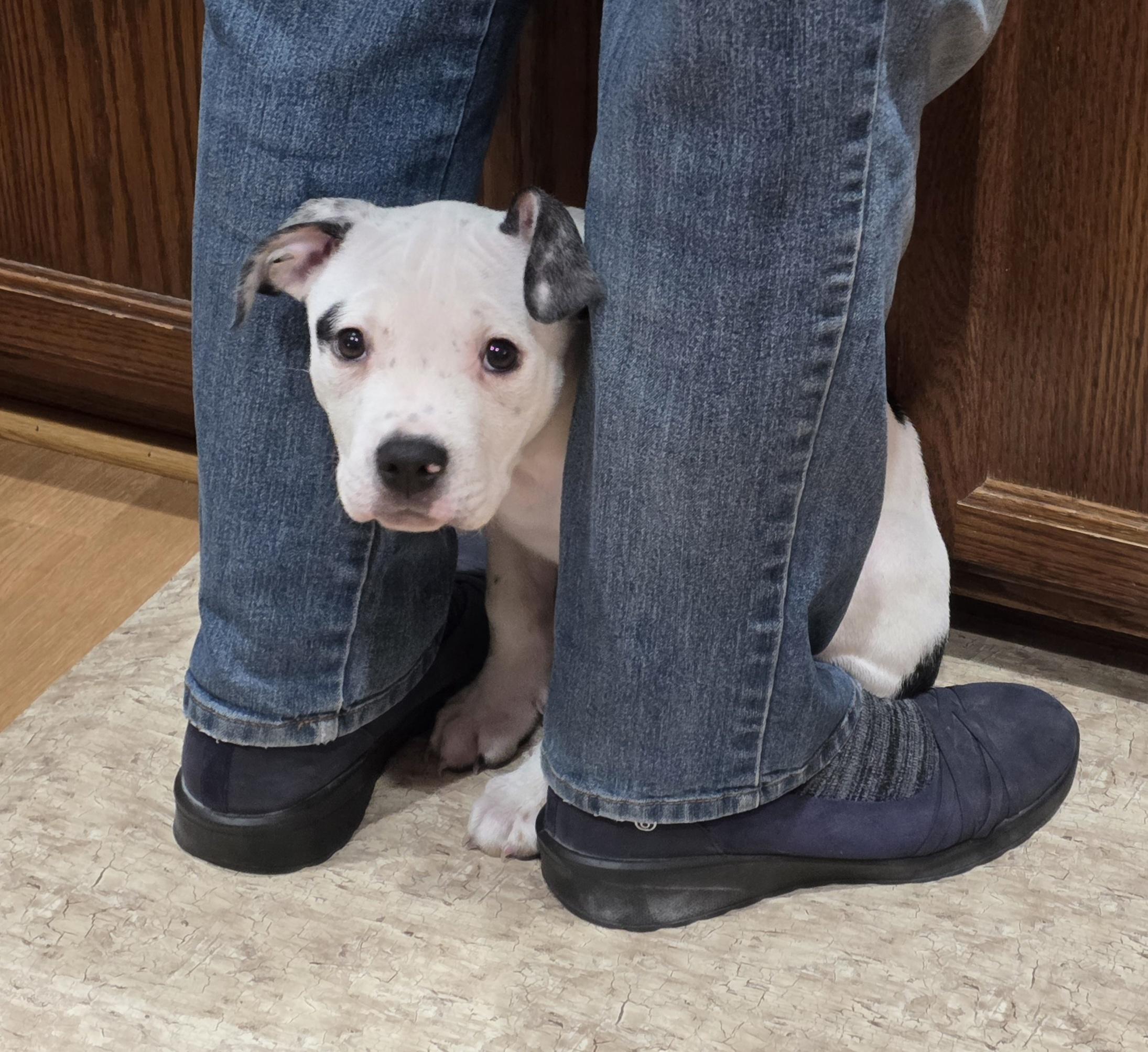 Enlarge Skip Bo, a Adoptable mixed breed in St. Clair Shores, MI image 5/5