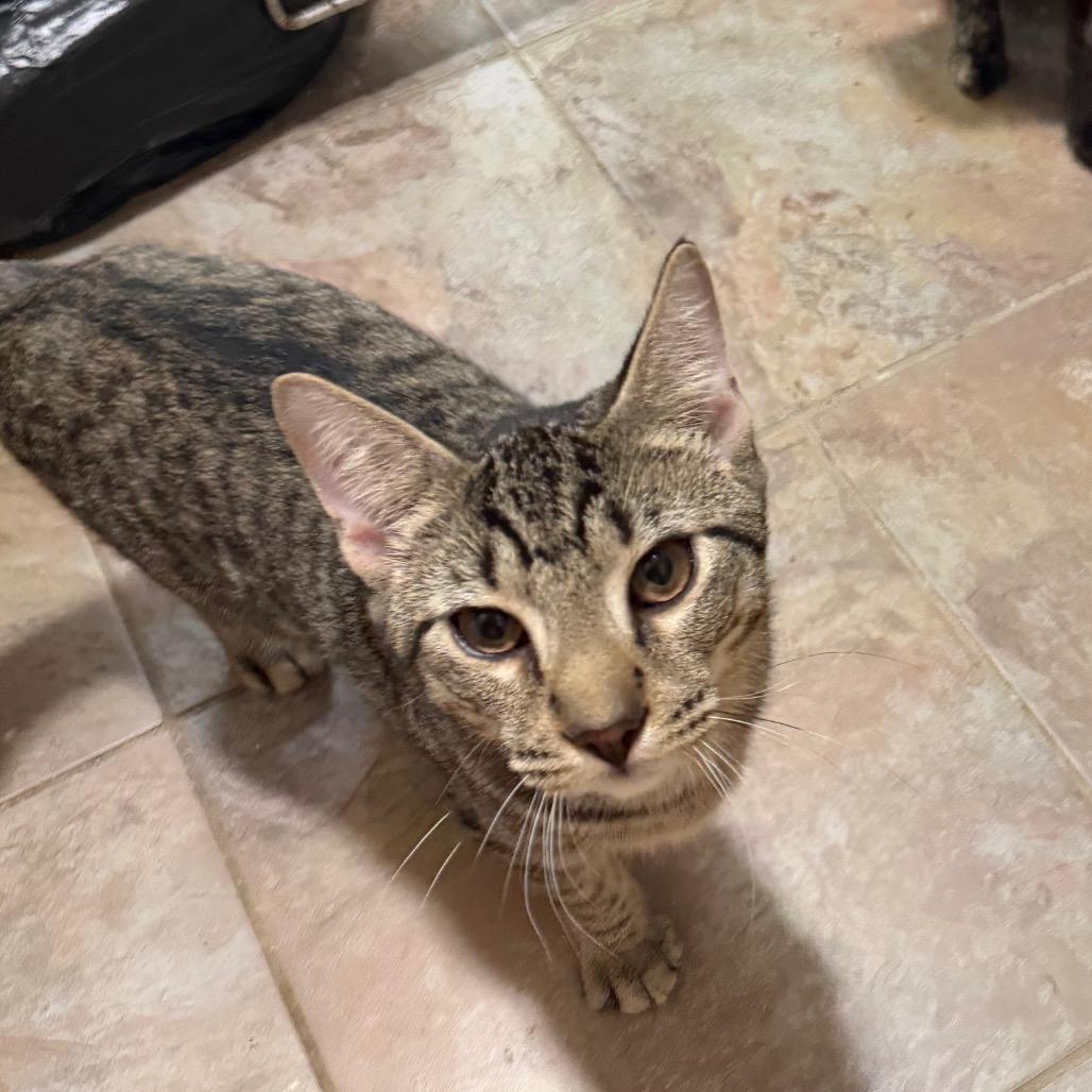Aurelis, Adoptable, Adult Male Domestic Short Hair.
